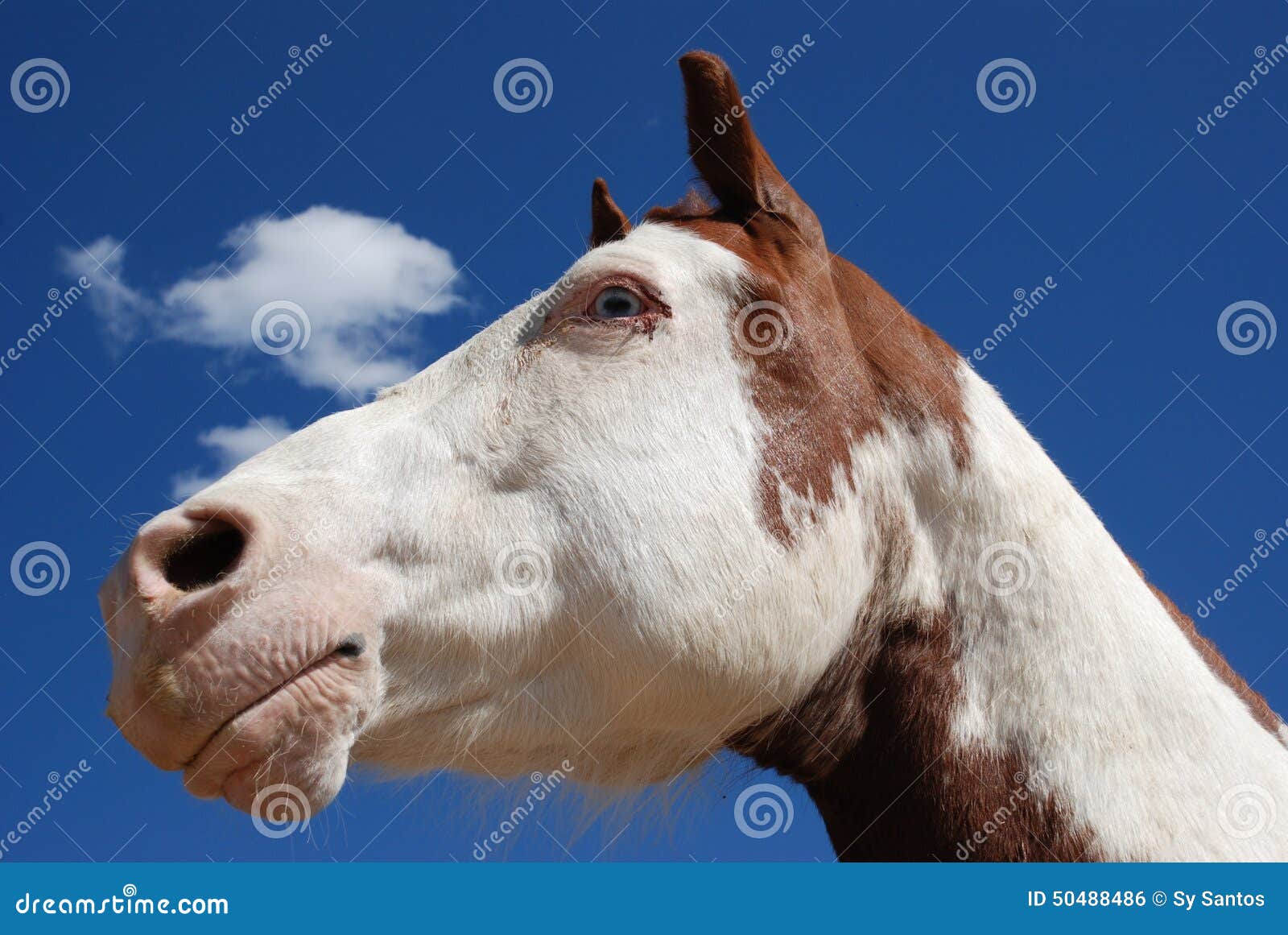 Retrato de um cavalo na frente de um céu azul