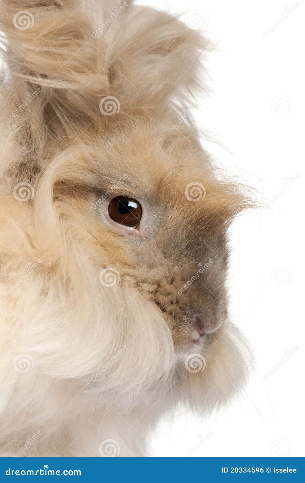 Close-up De Um Coelho Angorá Inglês Foto de Stock - Imagem de lado,  isolado: 20334596, image size:1067x1690