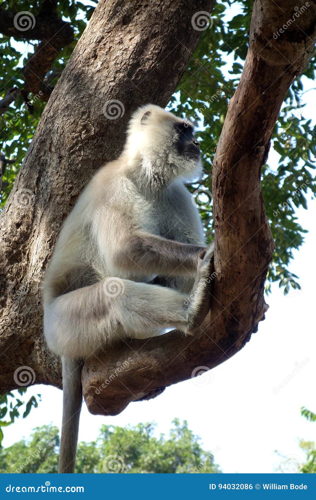 macaco branco, fotos gratuitas - Rgbstock - fotos gratuitas, CupidsArrow1