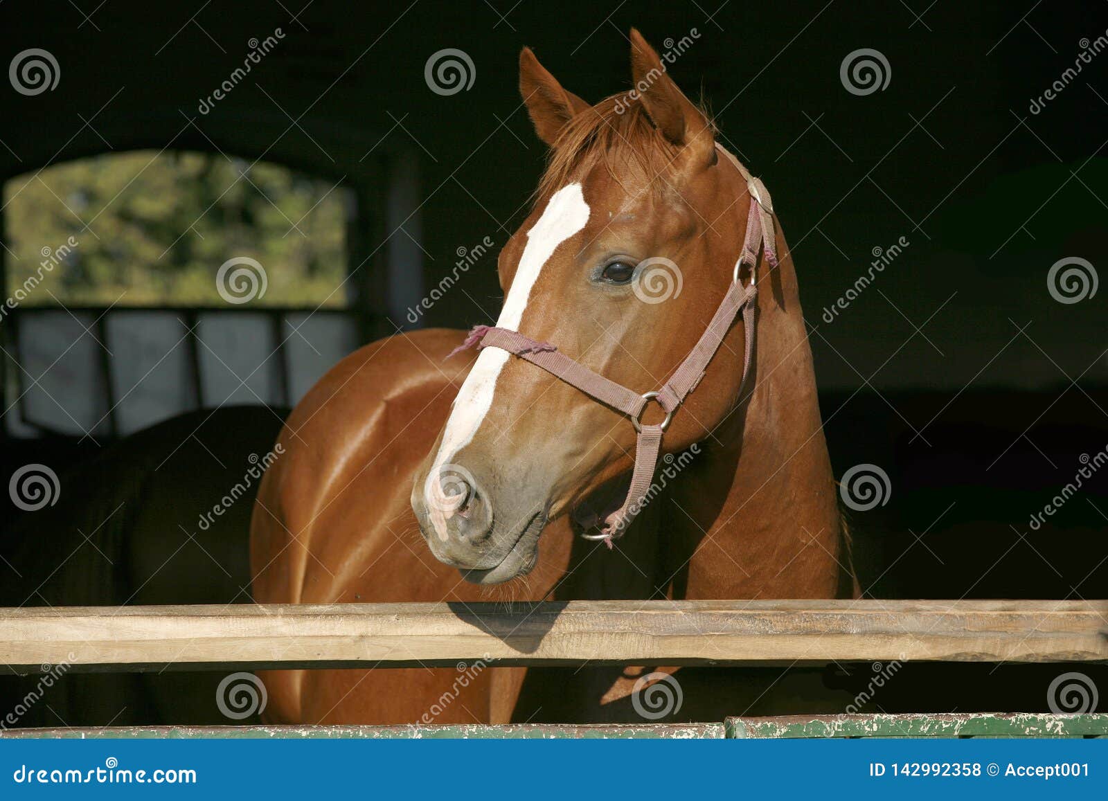 Um cavalo está em frente a uma porta com um fundo escuro e as palavras  cavalo na frente.