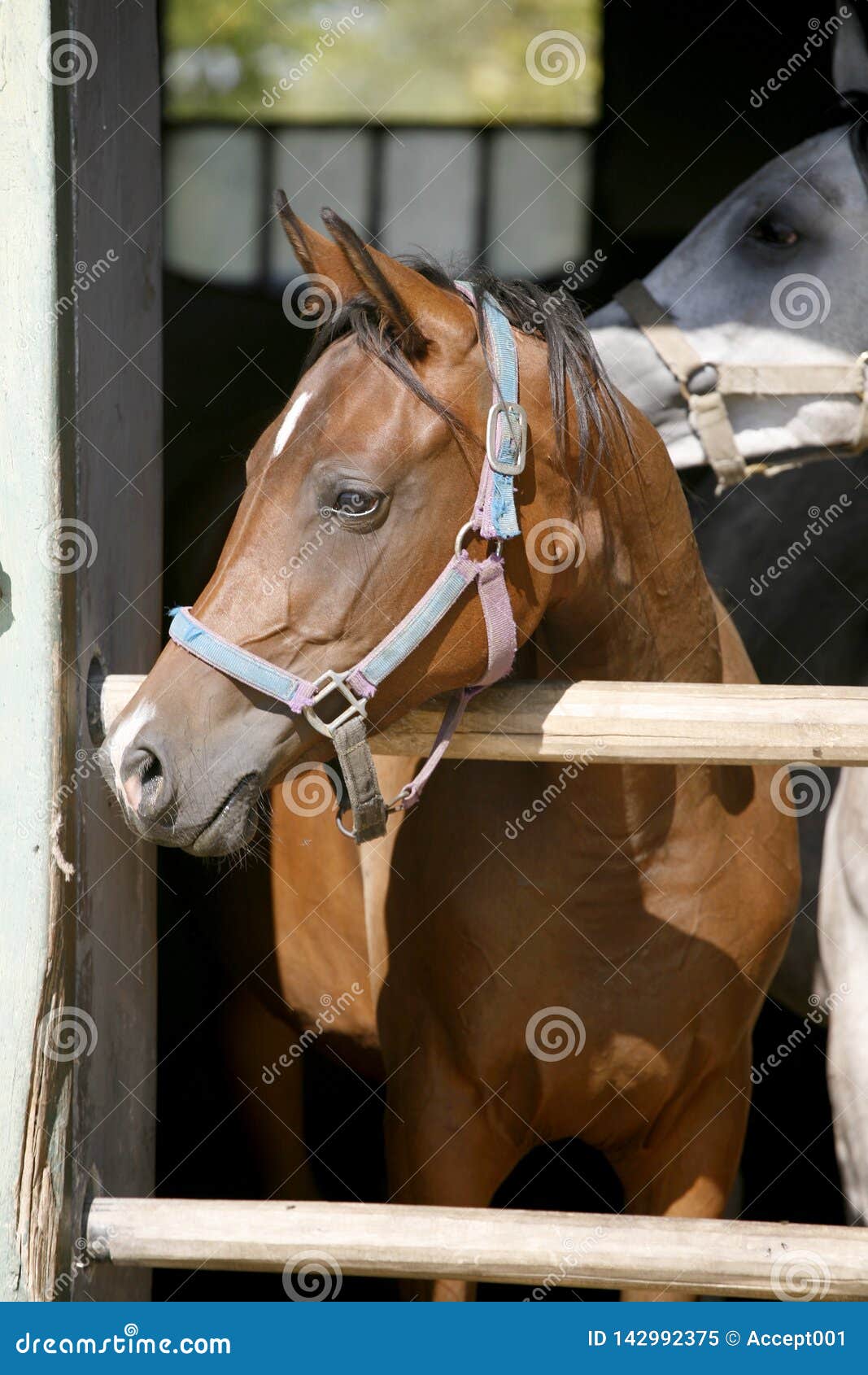 Um cavalo está em frente a uma porta com um fundo escuro e as palavras  cavalo na frente.