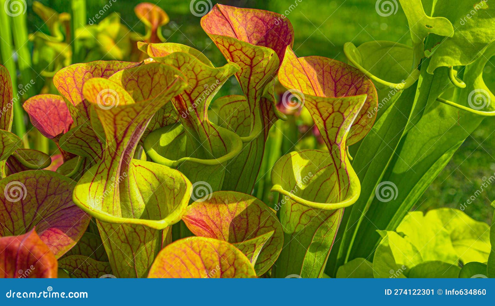 close up, dof: colorful yellow pitcherplants flourish in the spring weather.