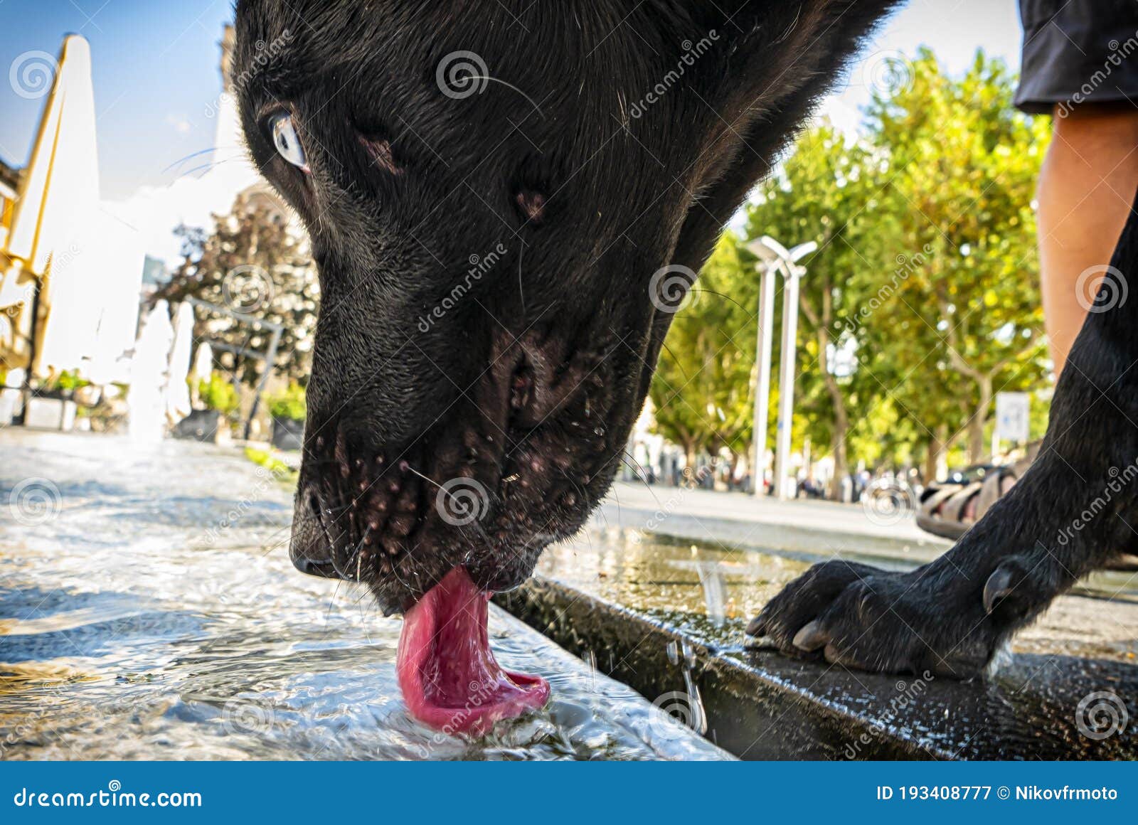 Closeup of a Dog Drinking Water Stock Image Image of cute, bowl