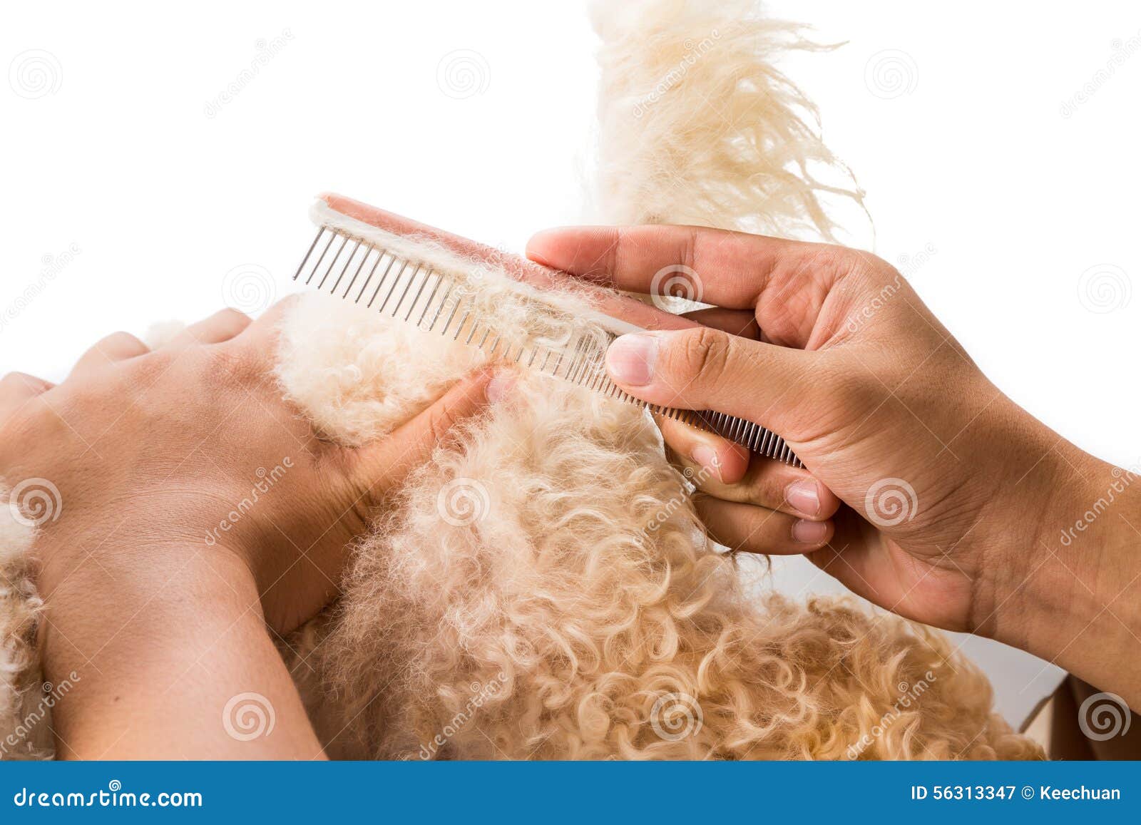 Close Up of Dog Fur Combing and Detangling during Grooming Stock Image