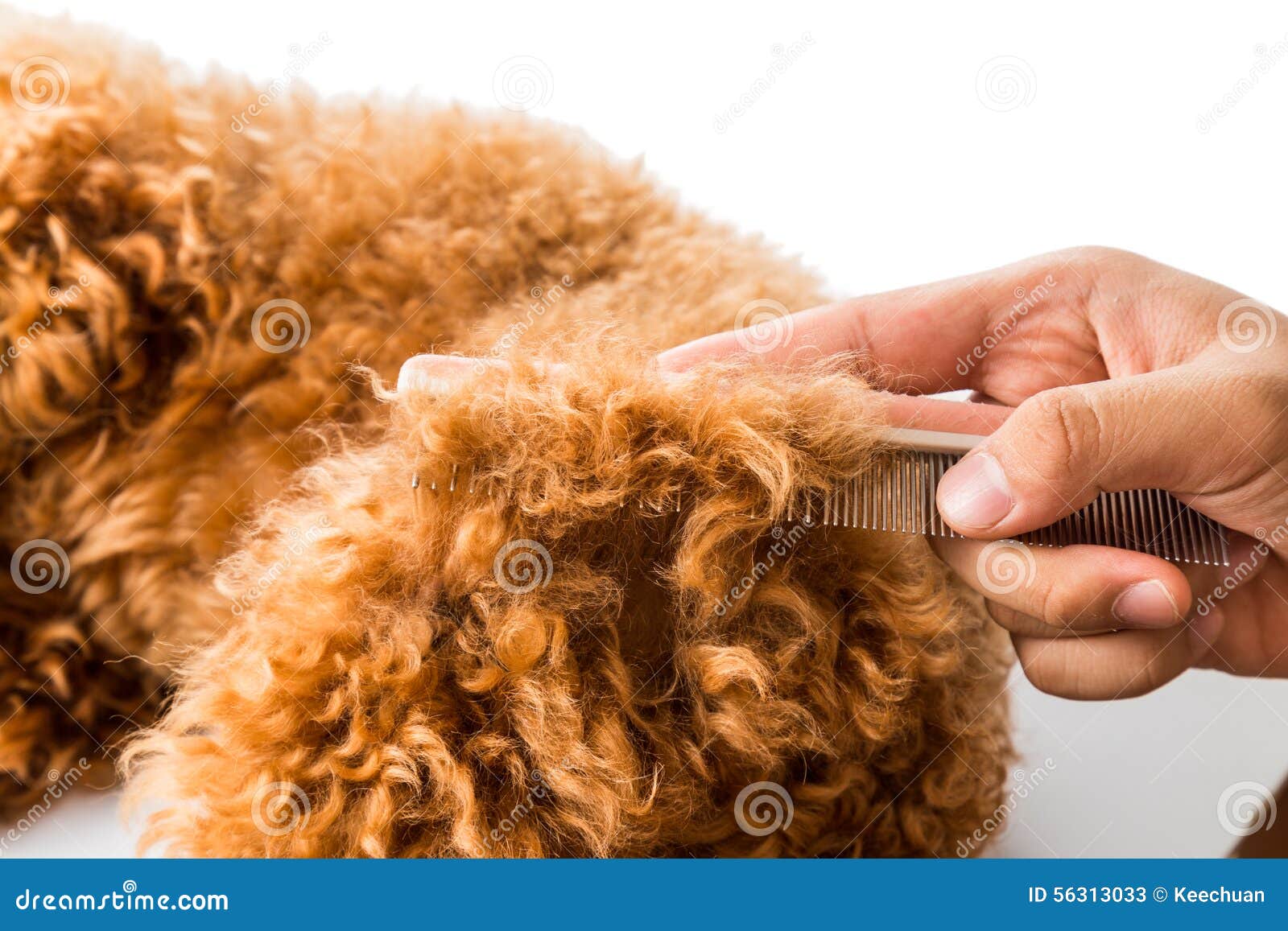 detangling dog fur