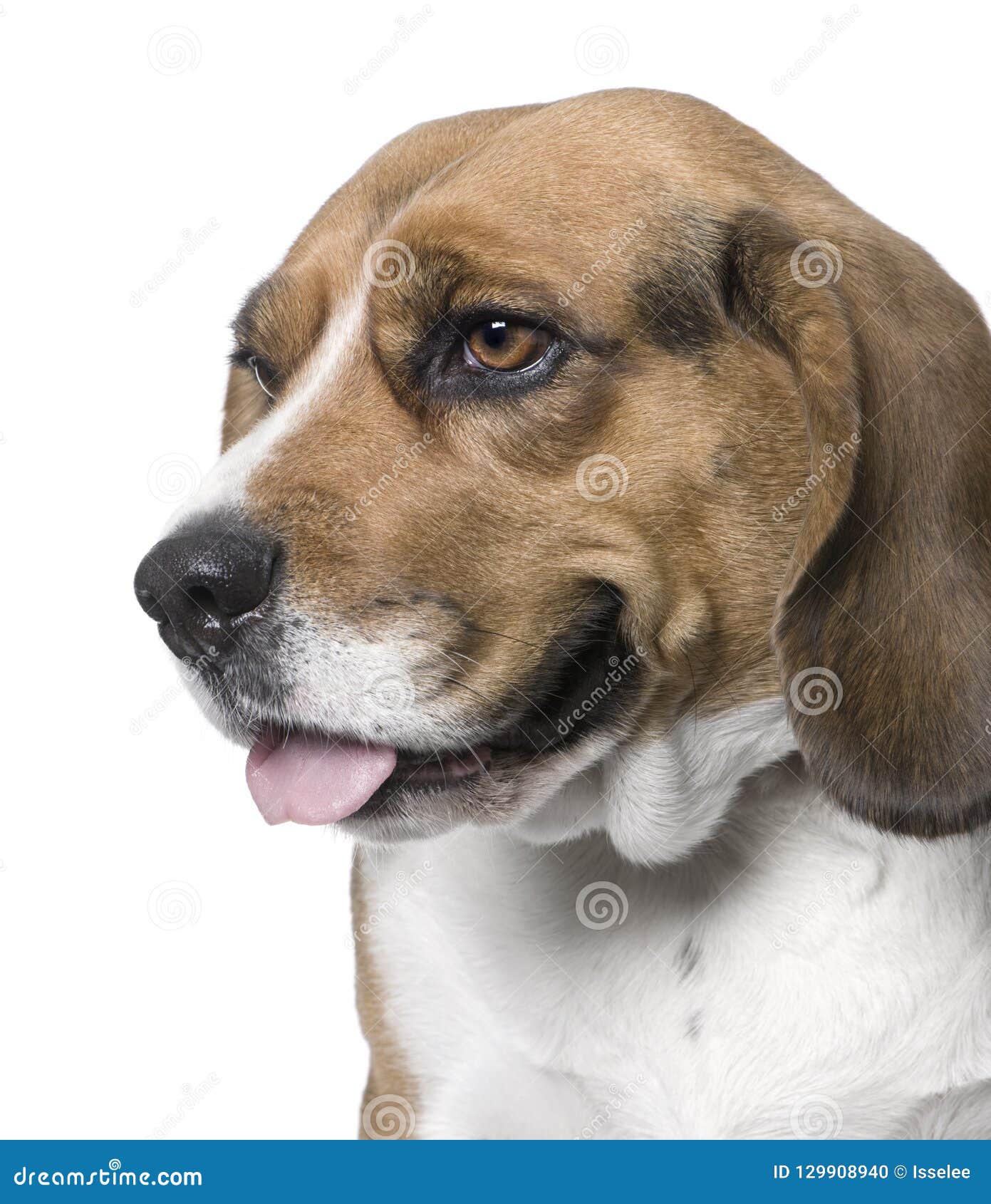 close-up on a dog , side view, beagle digital enhancement
