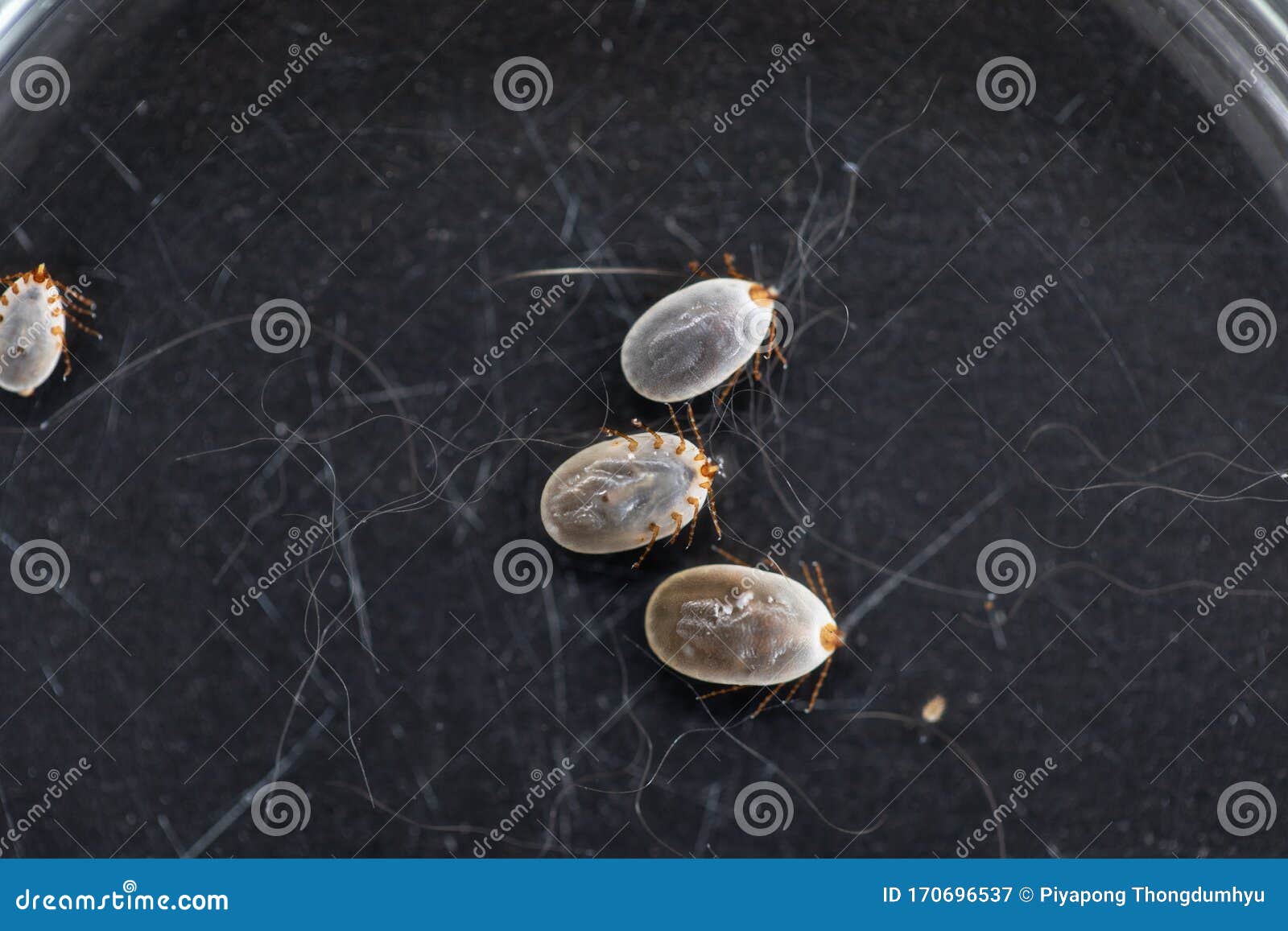 Dog Ticks and Flea Under Microscope for Study in Laboratory. Stock