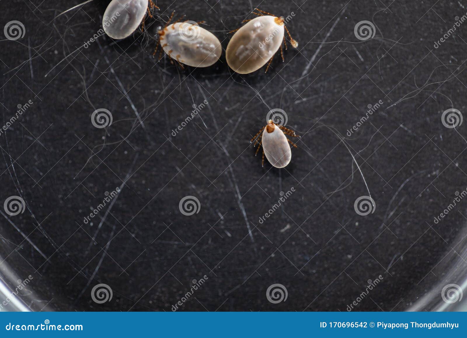 Dog Ticks and Flea Under Microscope for Study in Laboratory. Stock