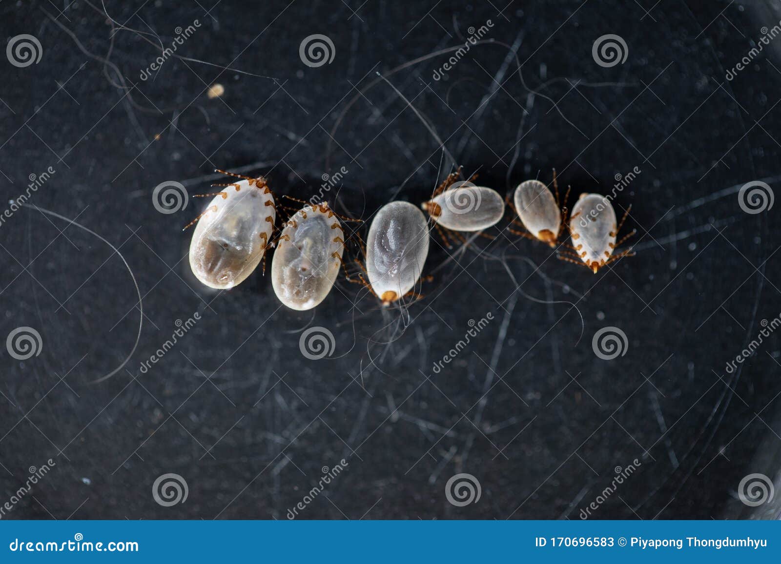 Dog Ticks and Flea Under Microscope for Study in Laboratory. Stock