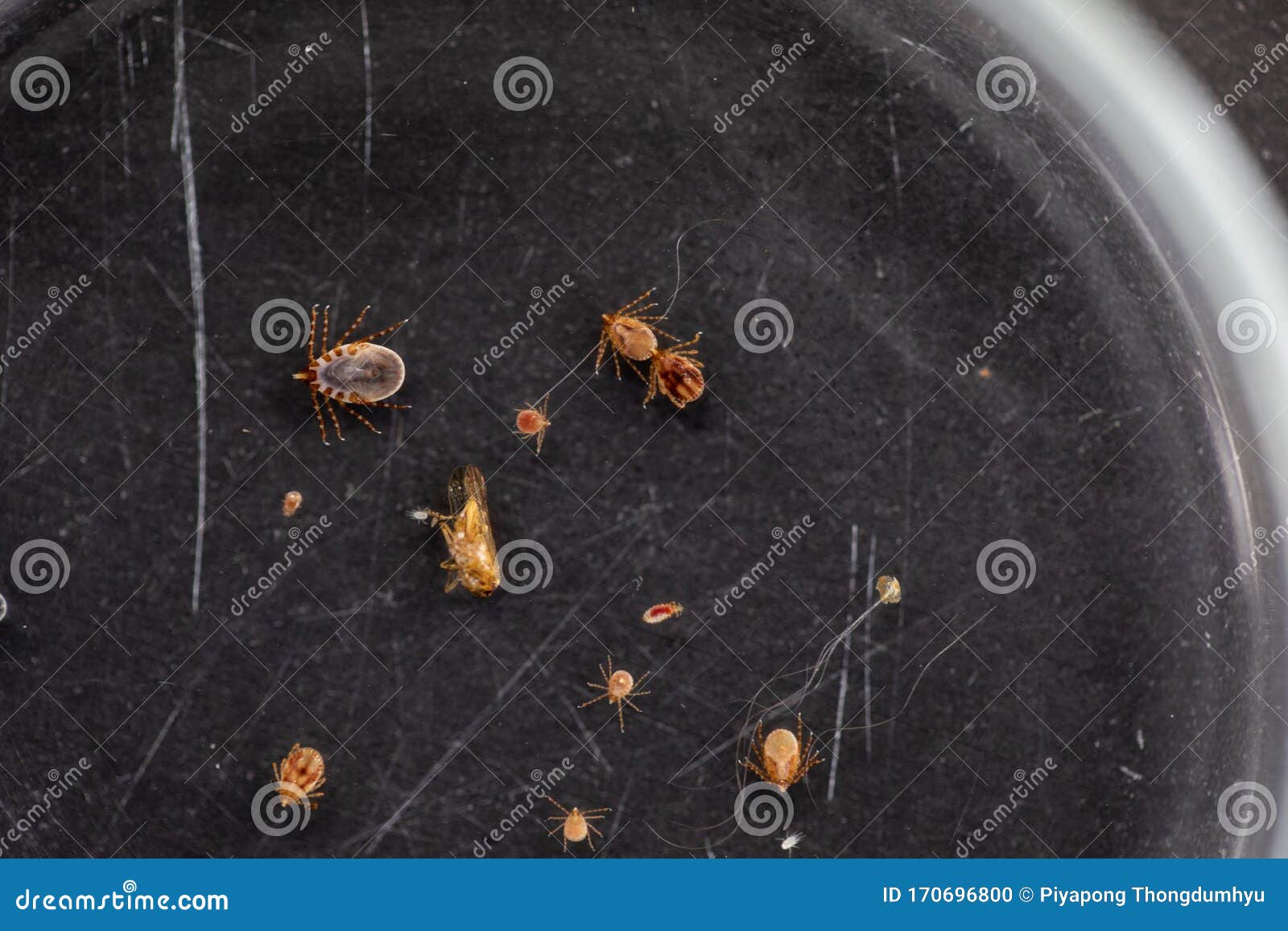 Dog Ticks and Flea Under Microscope for Study in Laboratory. Stock