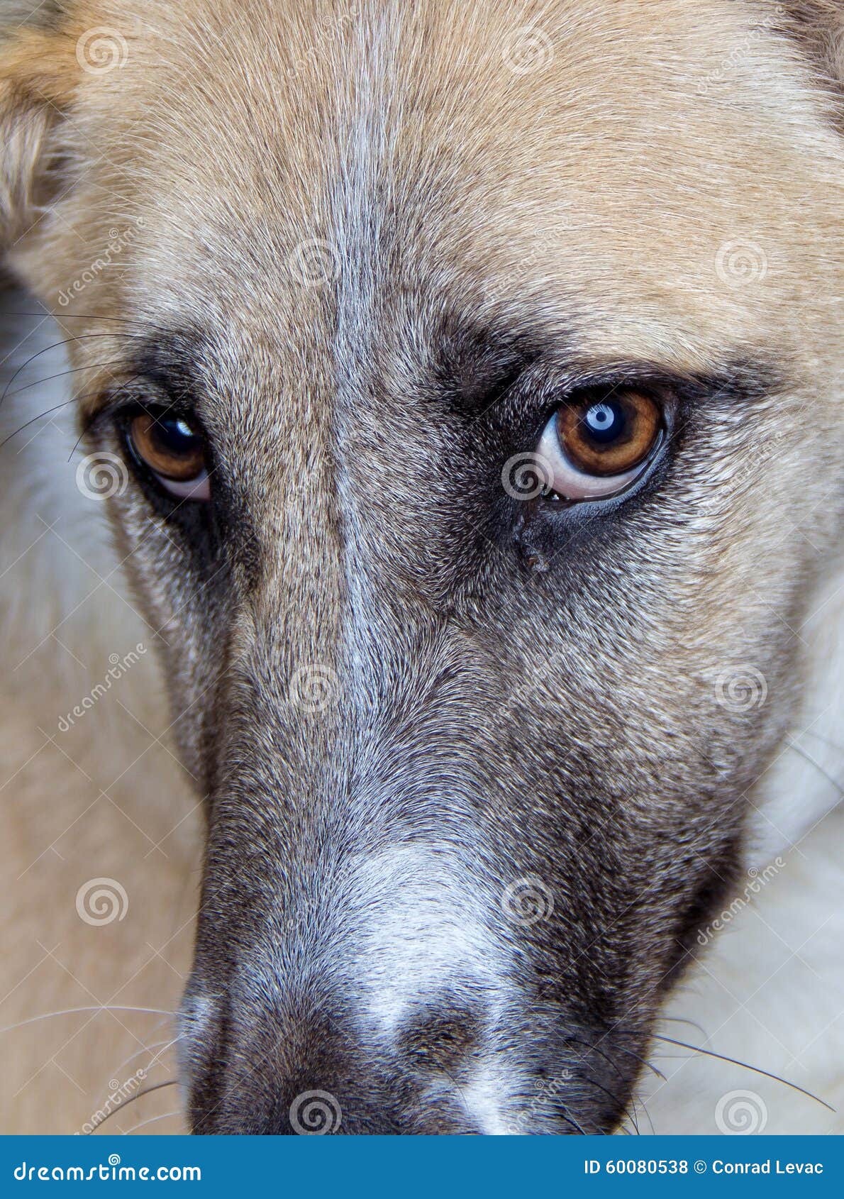 Close up on dogs eyes stock photo. Image of ring, white 60080538