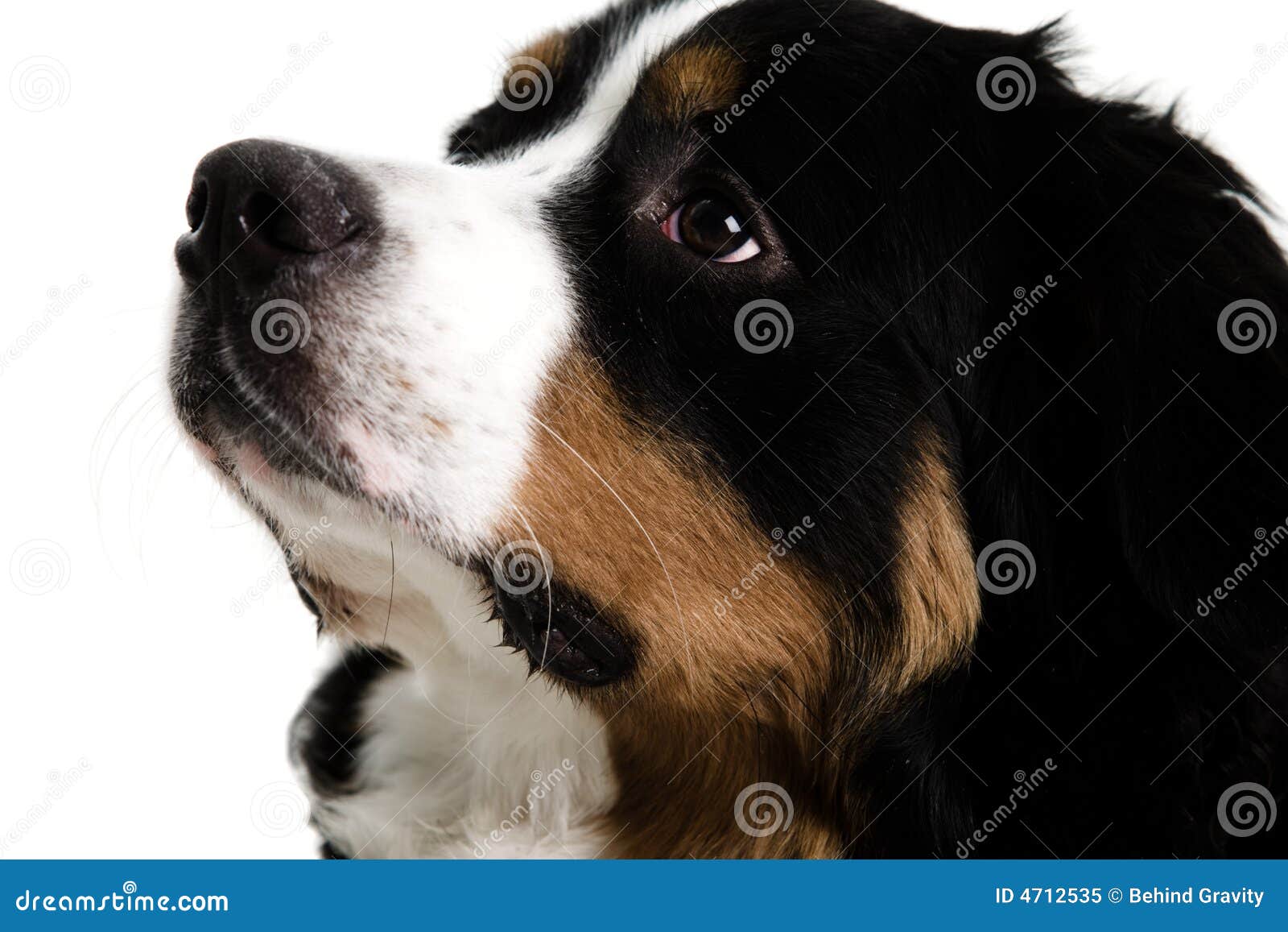 Close up of a dogs face stock image. Image of huggable 4712535