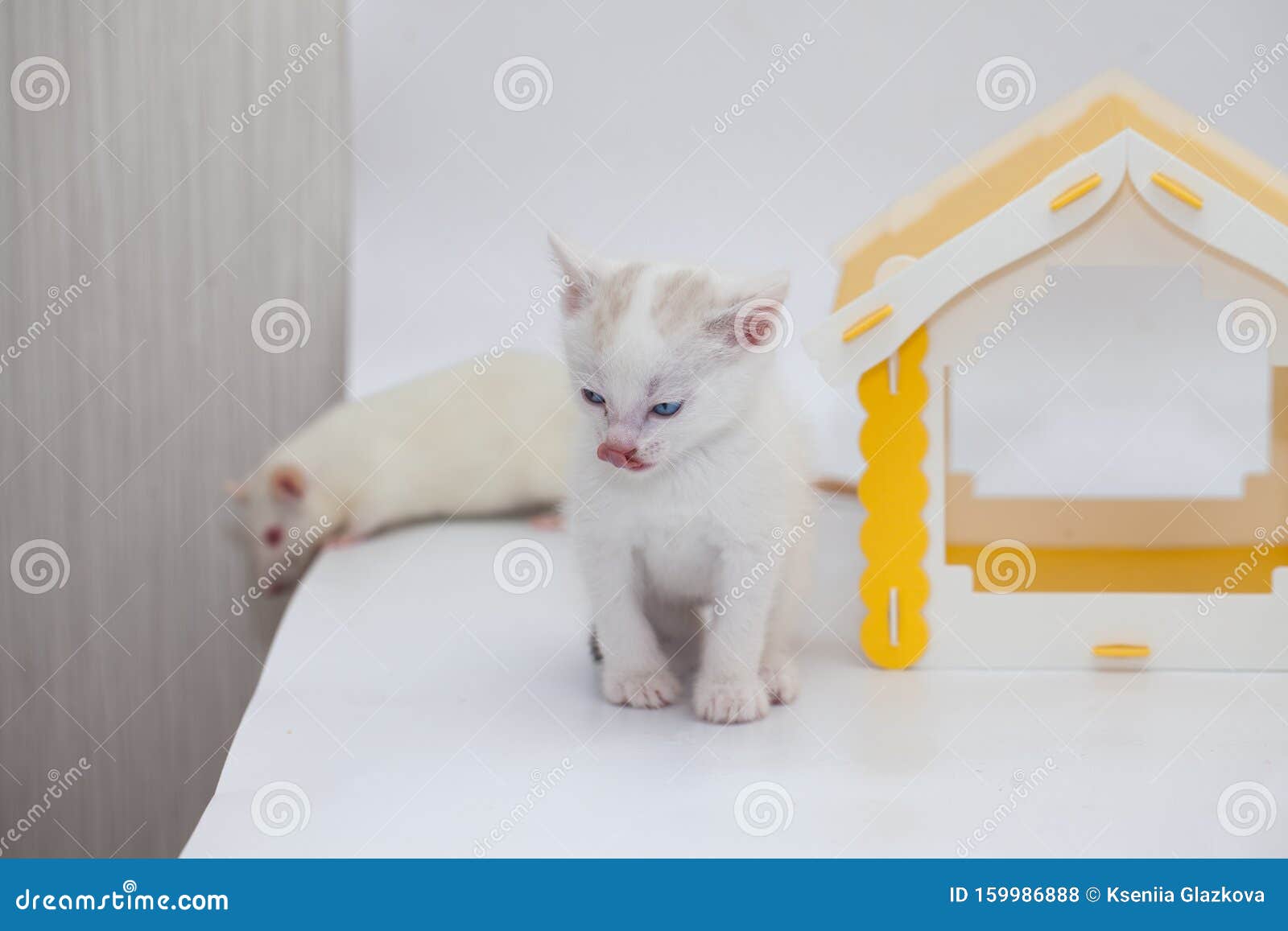 Close Up Domestic Animals Friendship Between A Cat And A Mouse Stock Photo Image Of Kitten Catlovers Close Up Domestic Animals Friendship Between A Cat And A Mouse Stock Photo Image Of Kitten Catlovers
