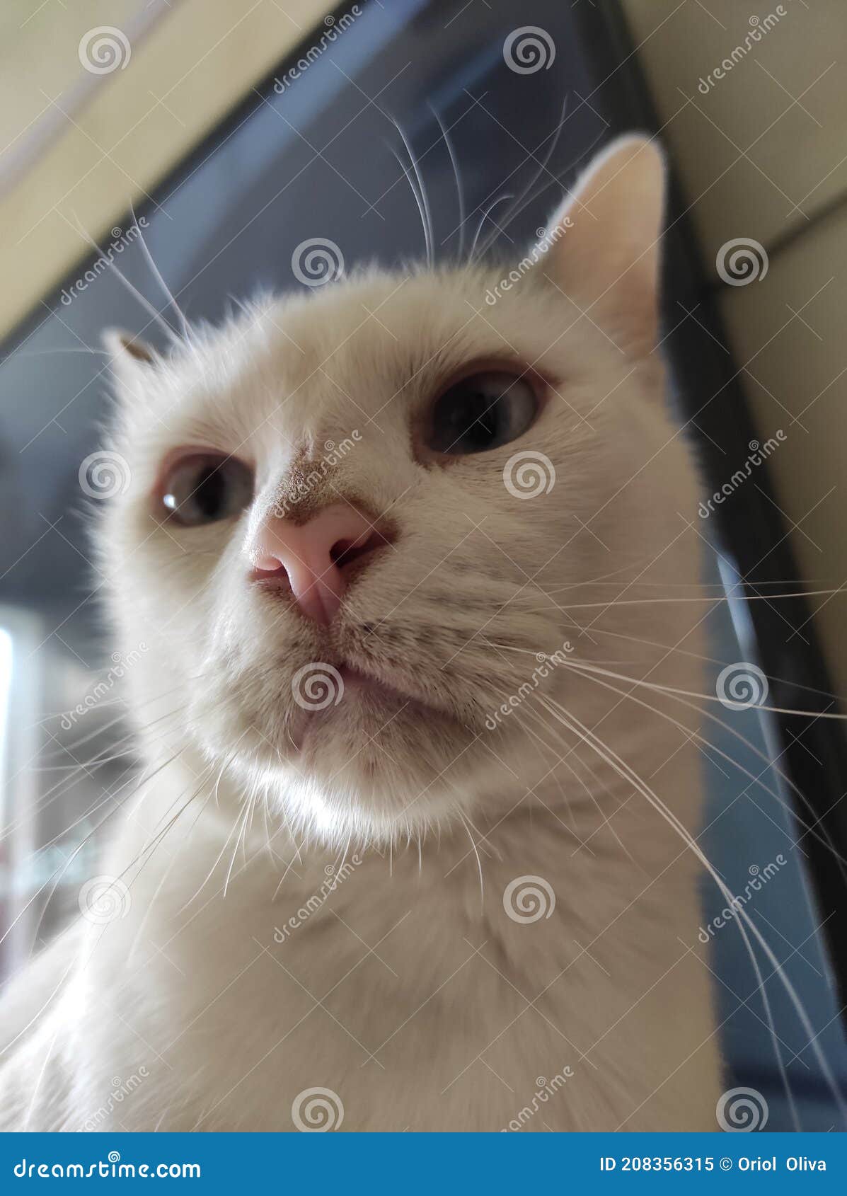 close-up of a domestic cat. feline. home. love