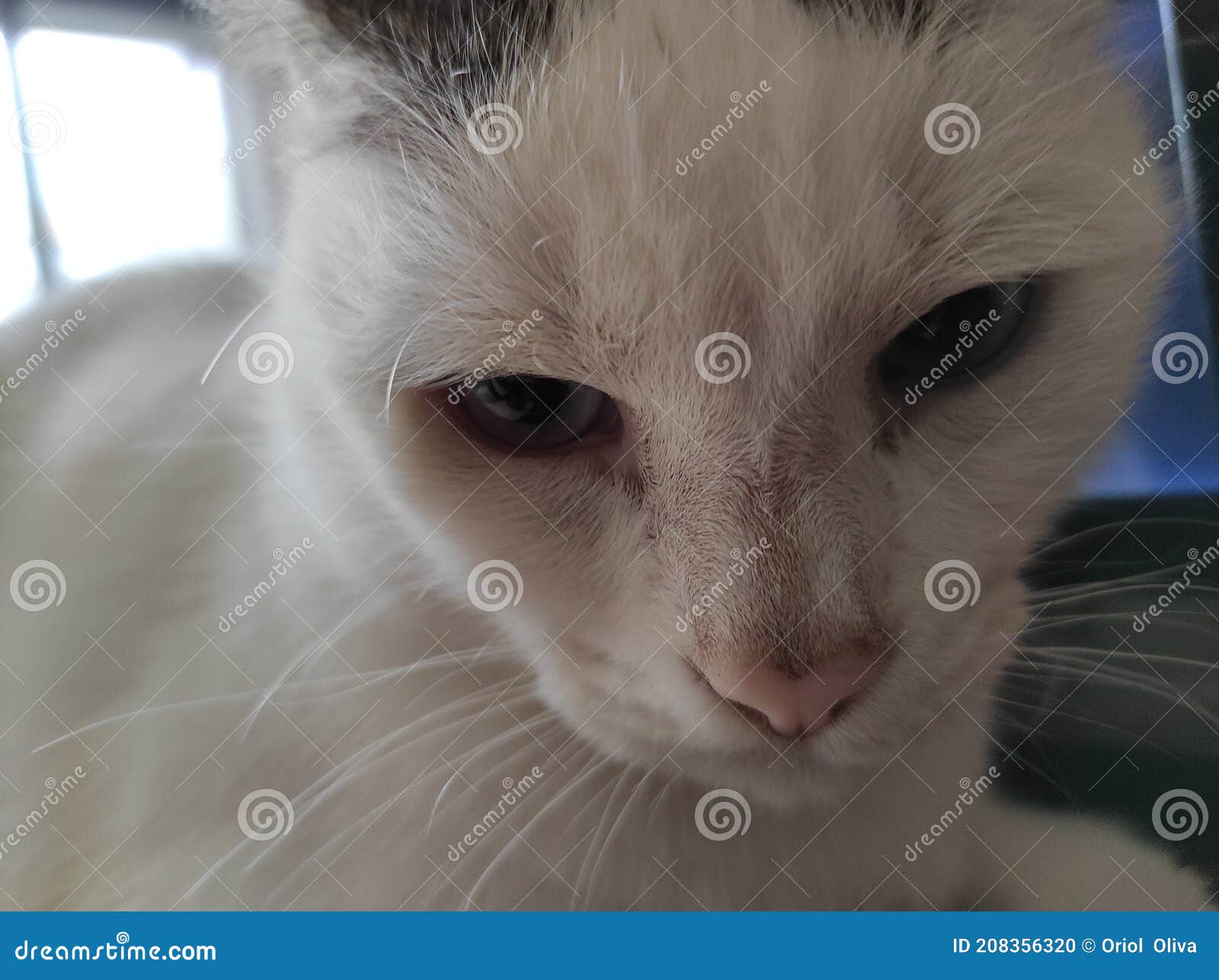 close-up of a domestic cat. feline. home. love