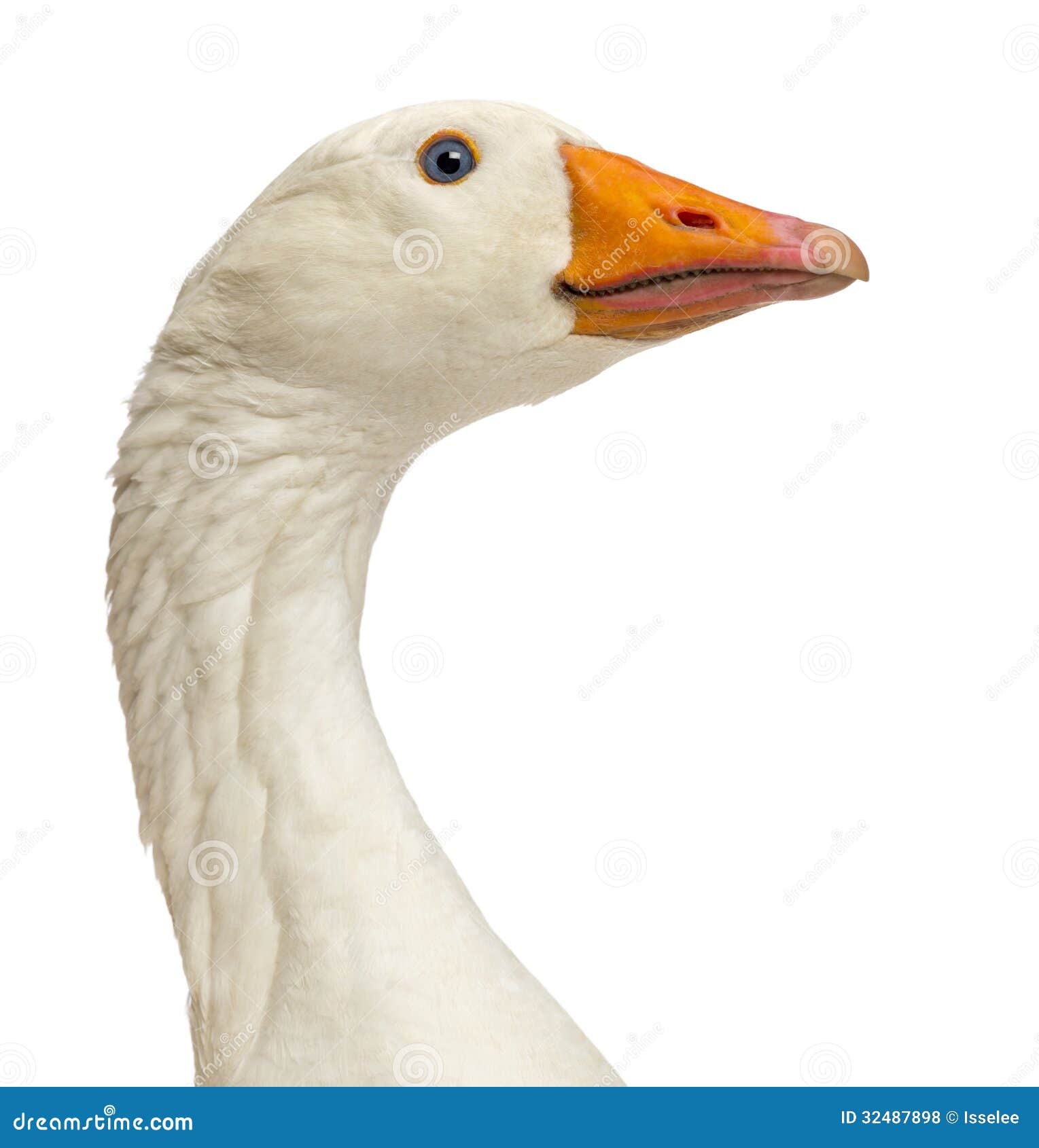 close-up of a domestic goose, anser anser domesticus, 