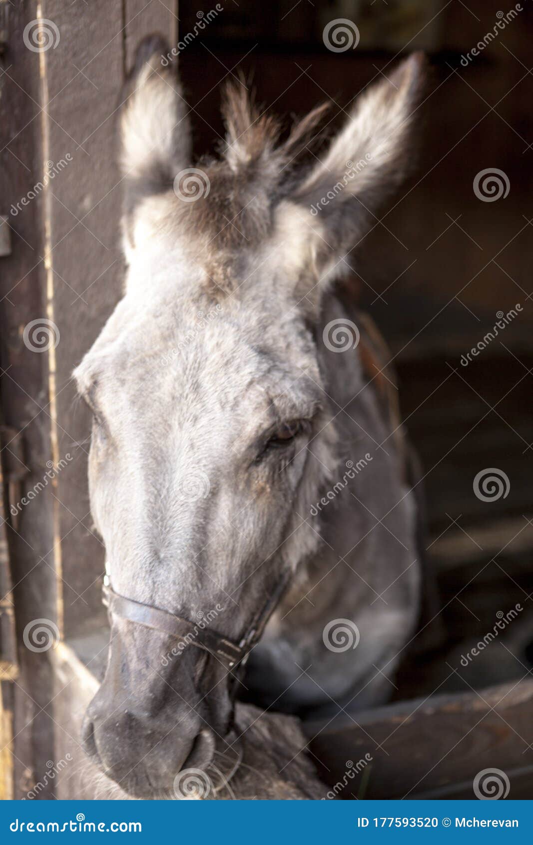 Closeup Donkey Muzzle on a Farm in a Stall Stock Photo Image of