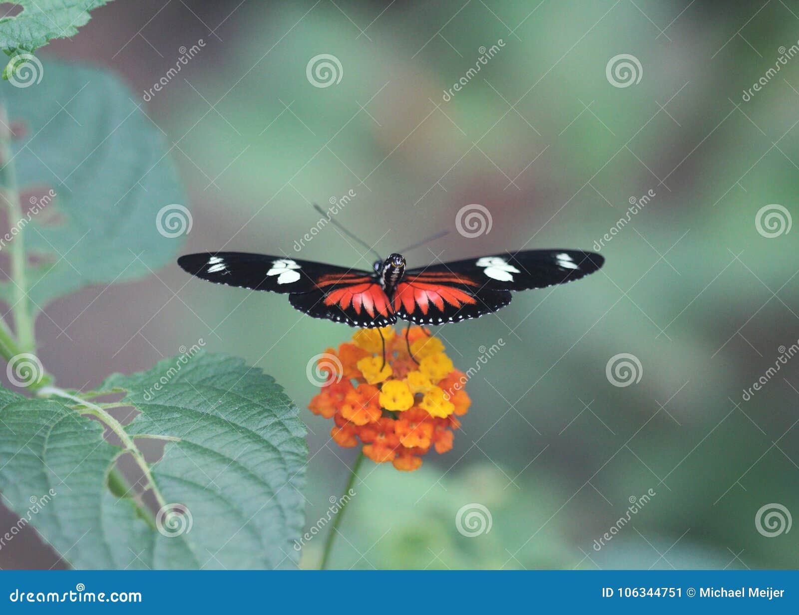 doris longwing butterfly, laparus doris