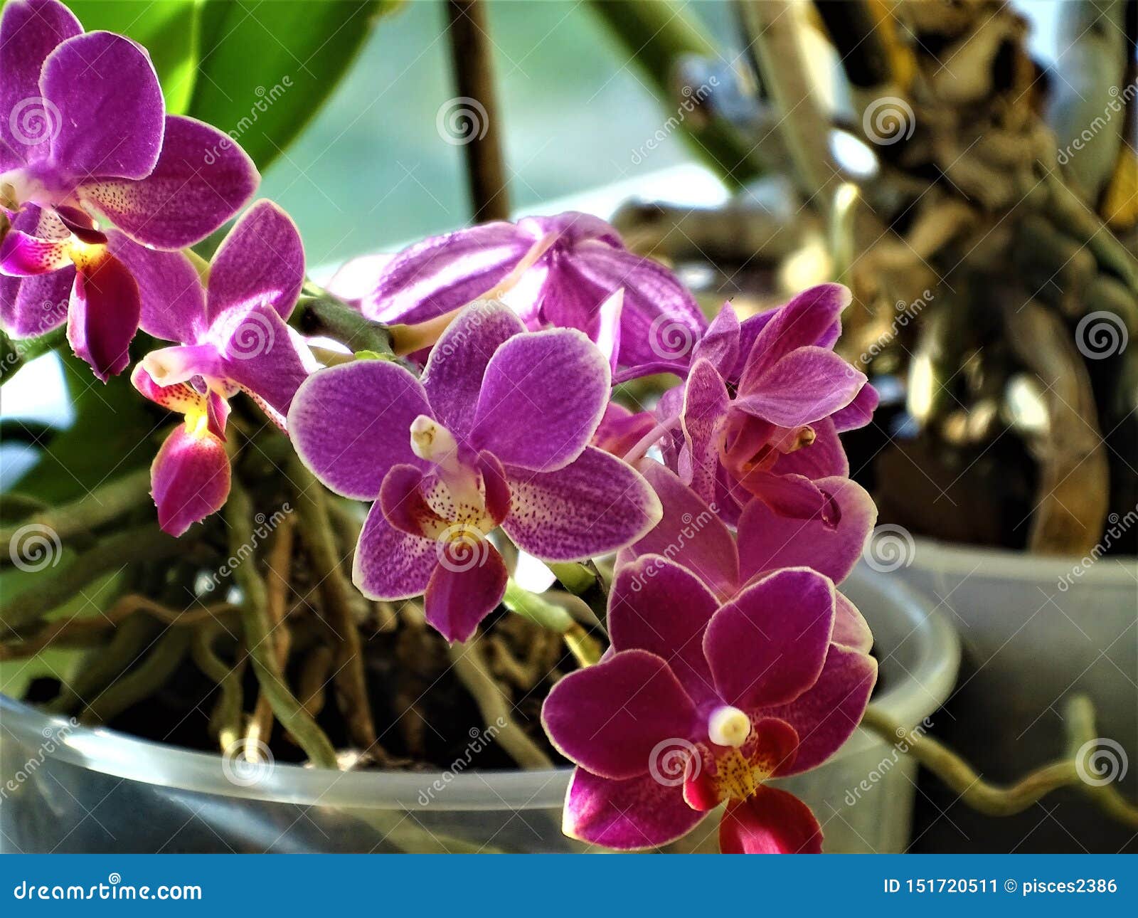 Close-up of Doritaenopsis Sogo Perfume Orchid Blossom Stock Image - Image  of hybrid, doritis: 151720511