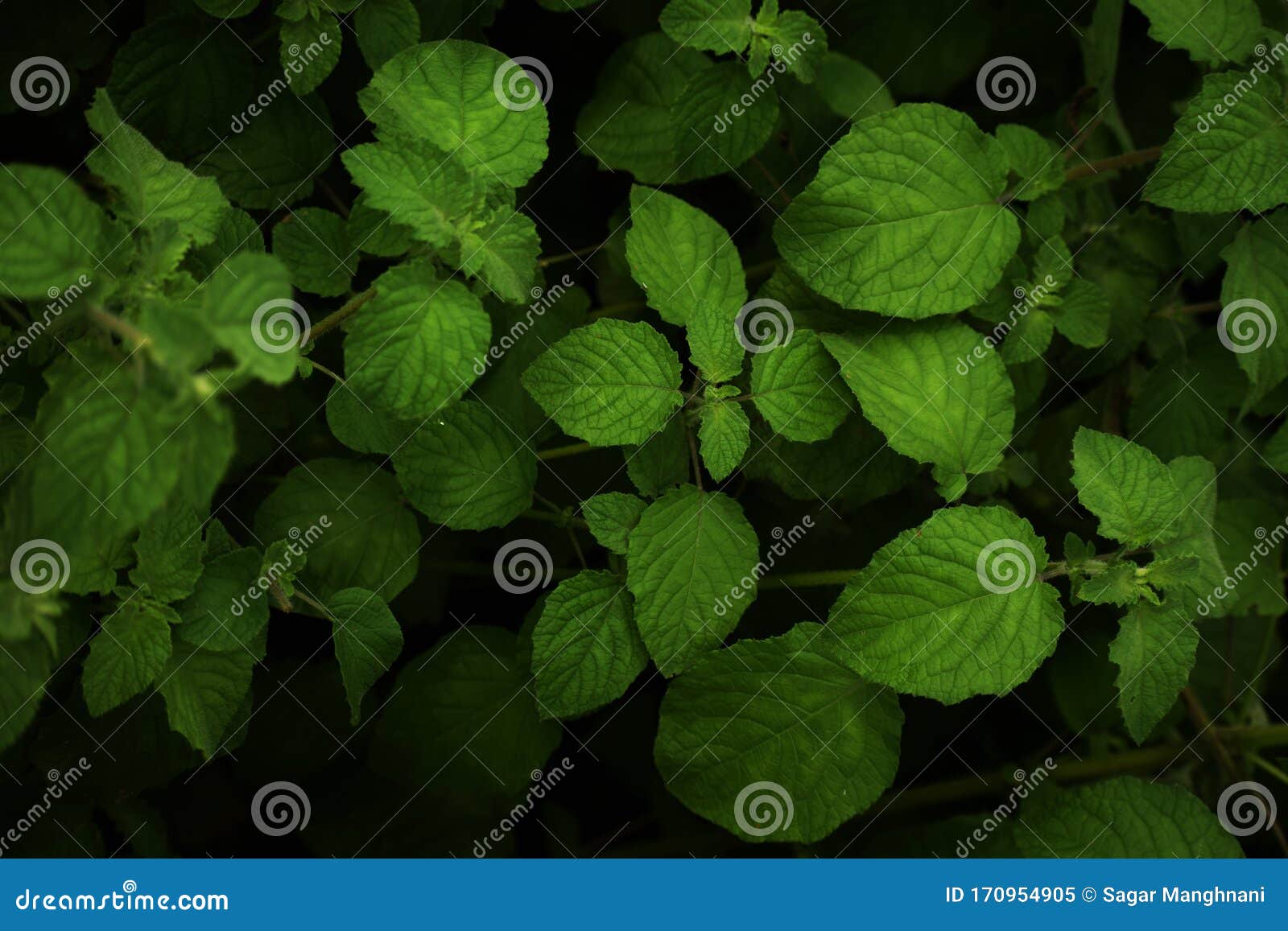 A Closeup of Peppermint Leaves. Stock Image Image of peppermint