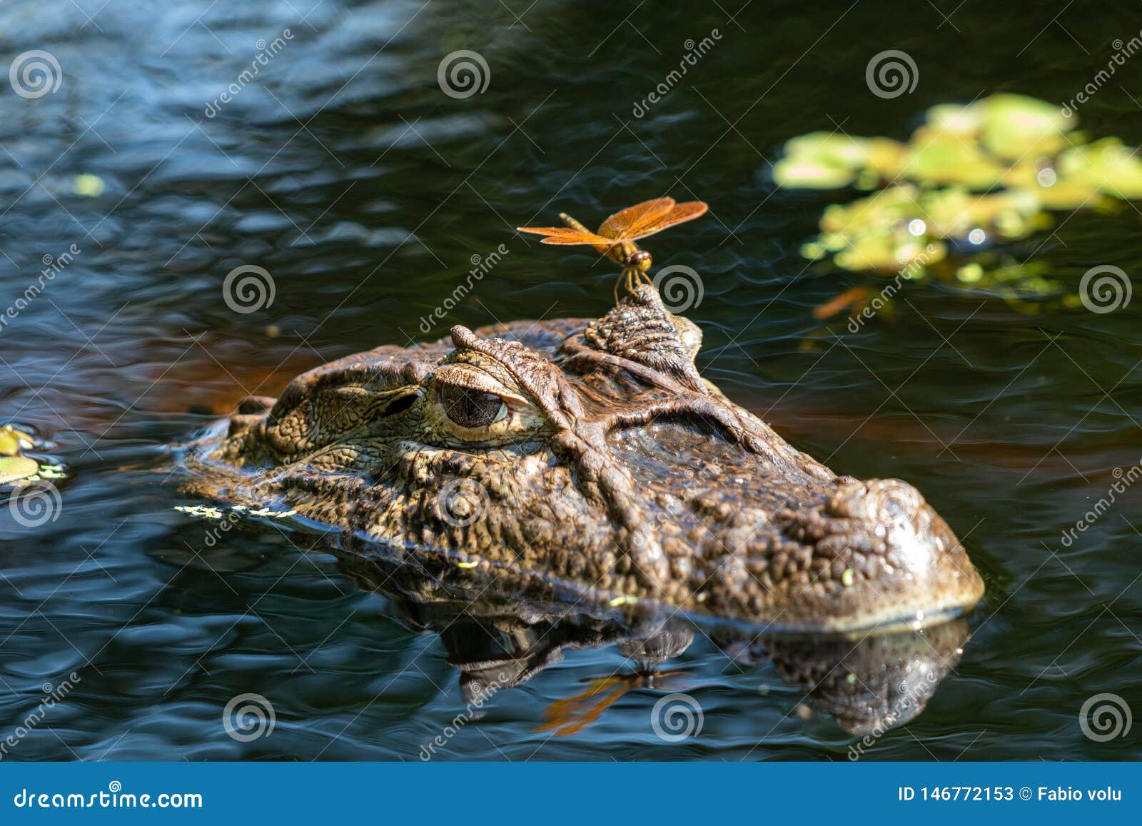 close up of dragonfly on the head of an aligÃÂ¡tor  caiman latirostris yacare caiman, caiman crocodilus yacare jacare, in the rive
