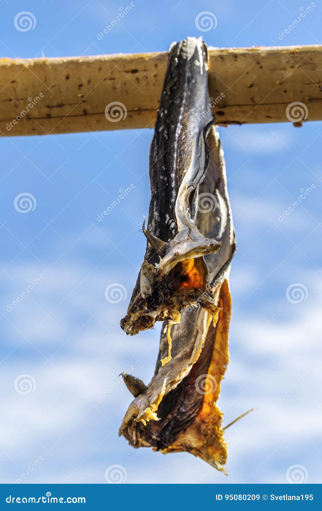 Dried Codfish Svolvaer Lofoten Norway. Stock Image Image of hang