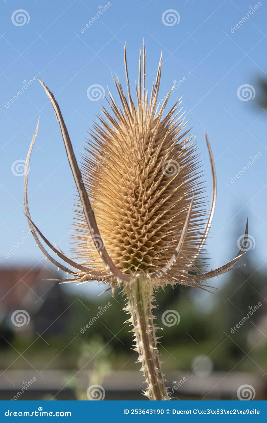 Dried thistle flower stock photo. Image of brown, seed 253643190