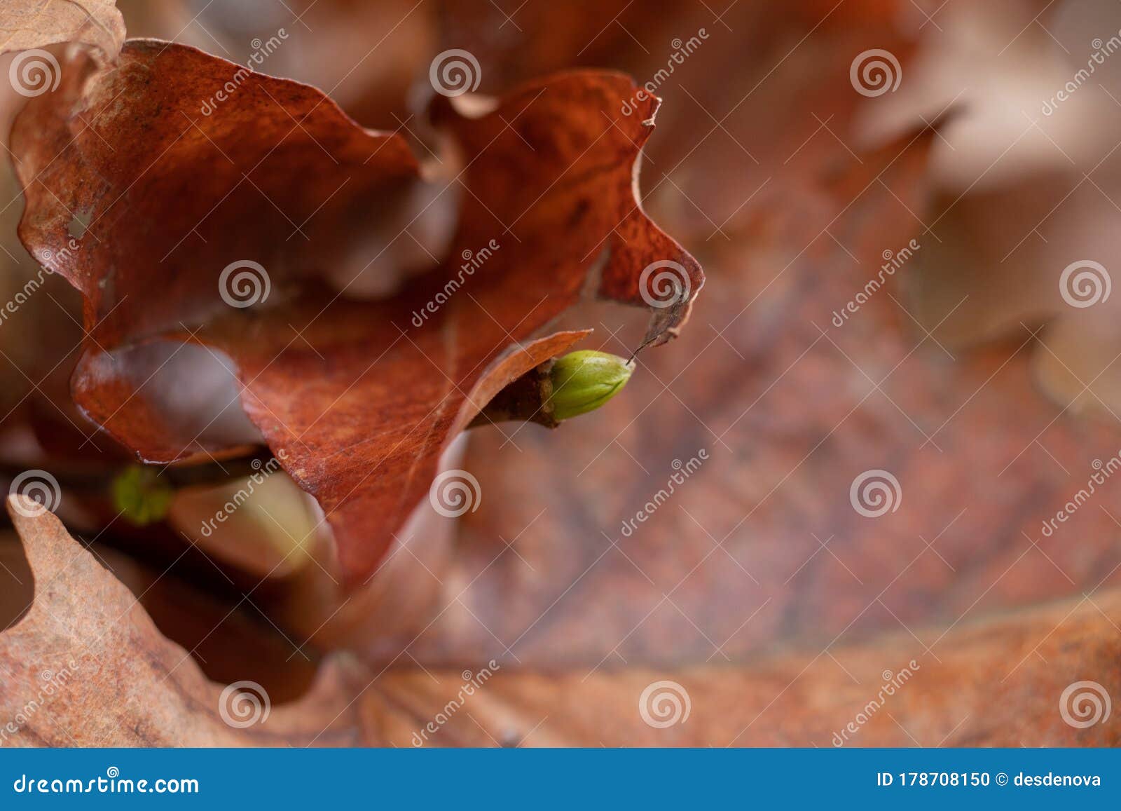 close-up of a dried vine leaf