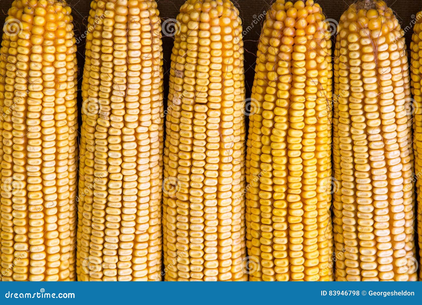 Close Up of Dried Yellow Corn on Cobs Stock Photo Image of farming