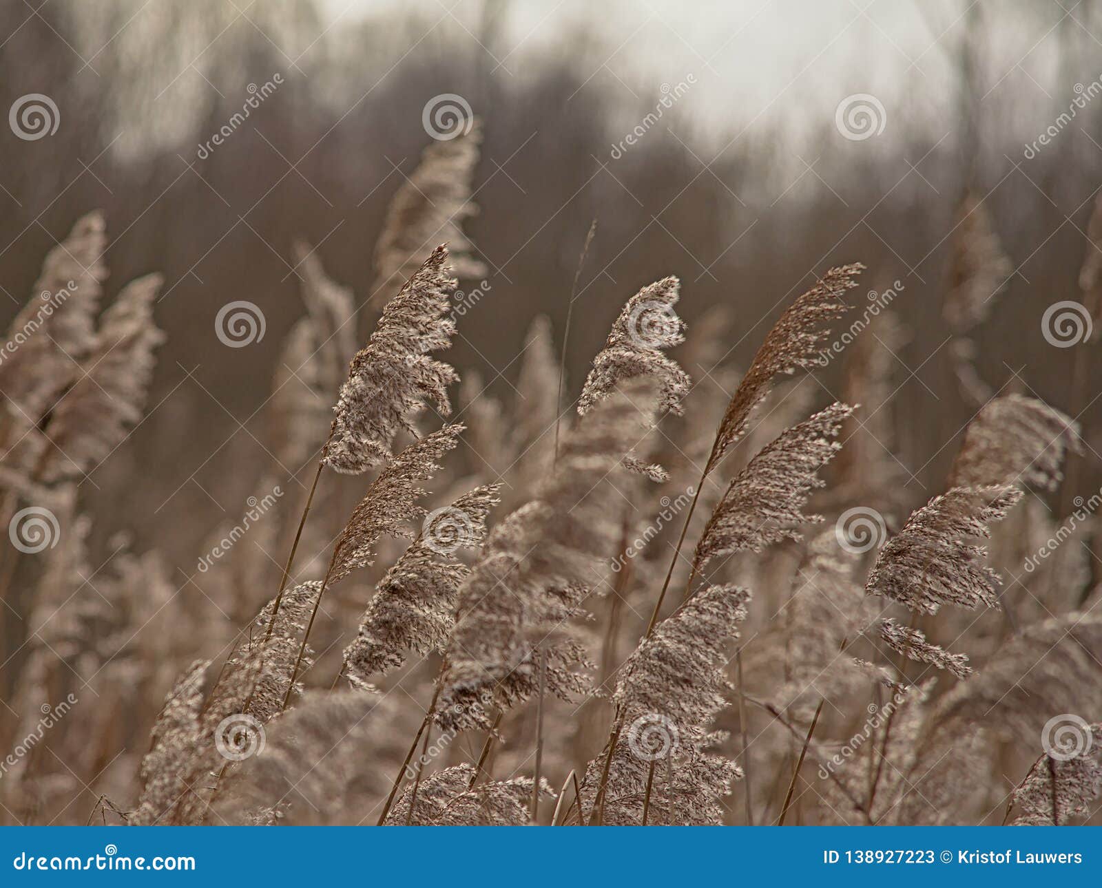 Ivory Reed Plumes Waving in the Wind - Poaceae Stock Image - Image of ...