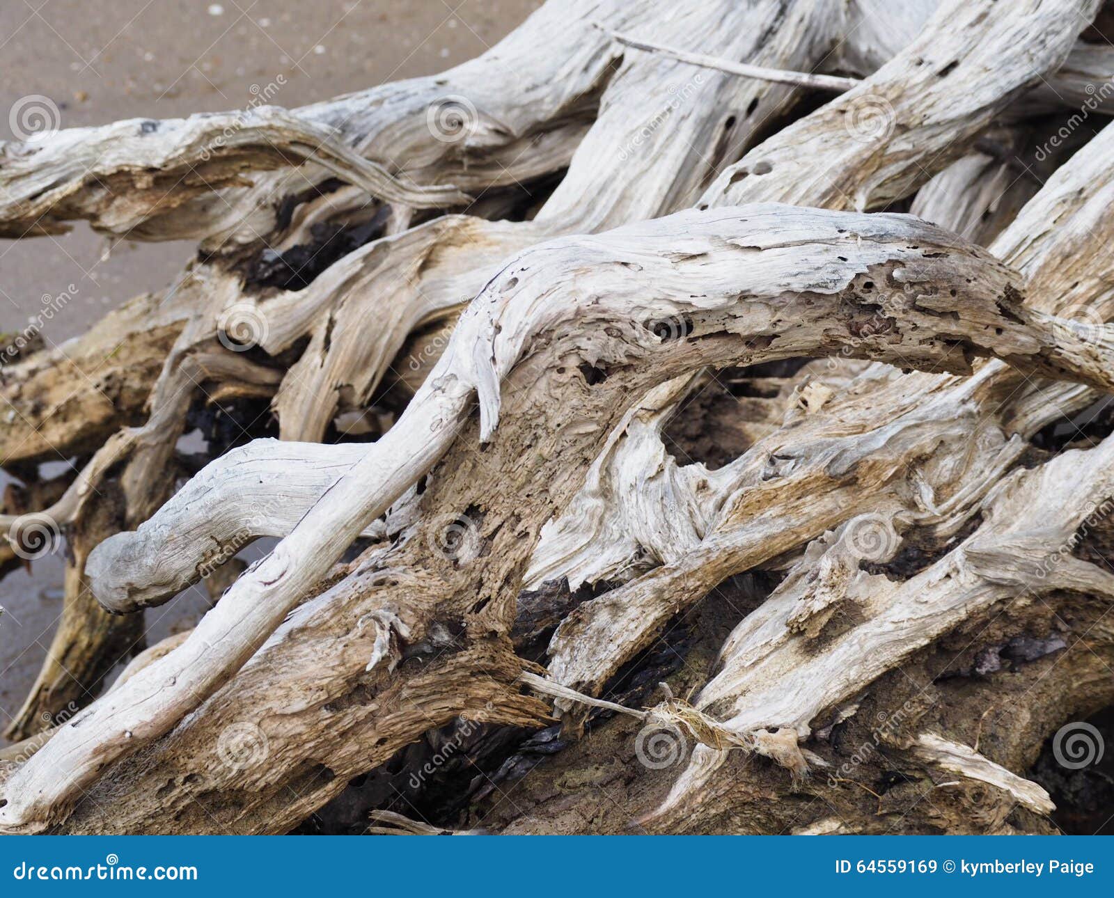 Close Up Driftwood Tree Root Stock Image Image of driftwood, root