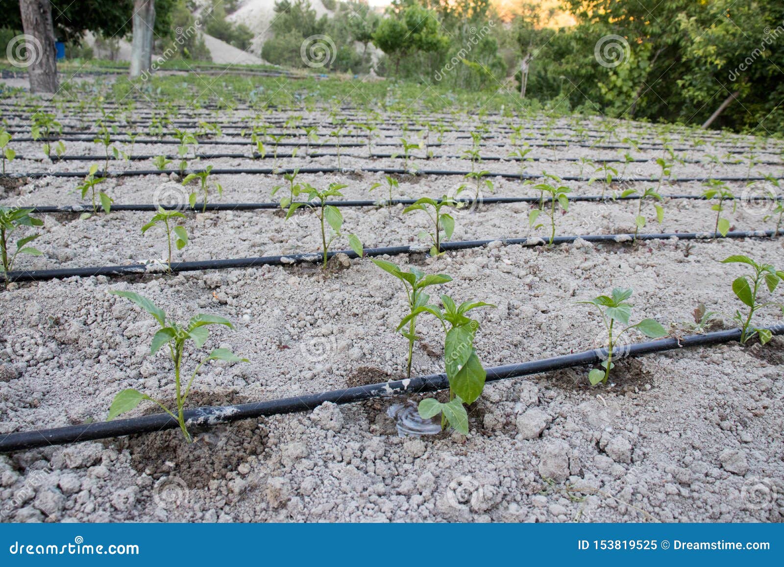 close up drip irrigation system. water-saving drip irrigation system used in a tomato field.