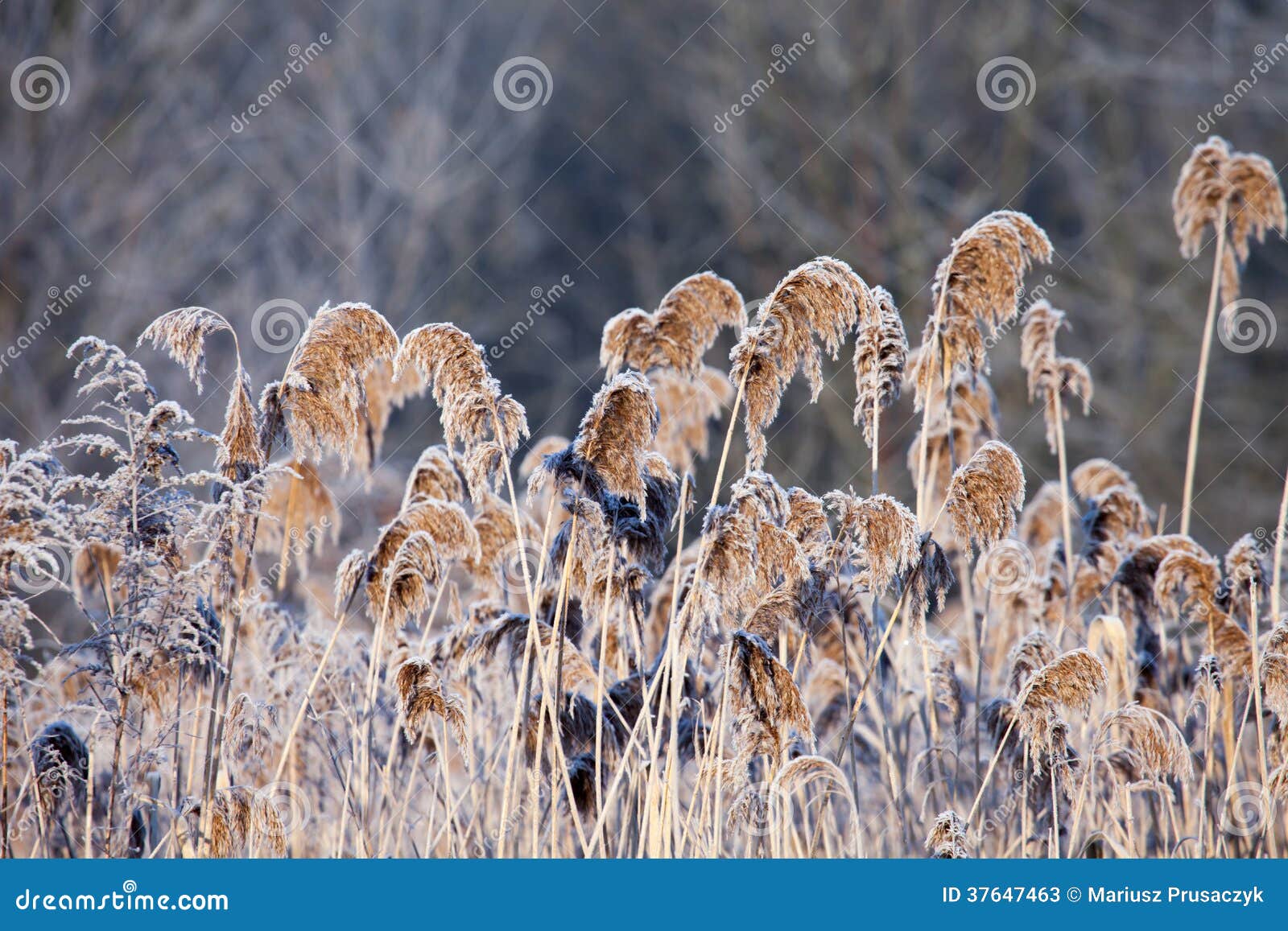 Close-up of Dry Grass in the Frost and Shadow on Snow Stock Image ...