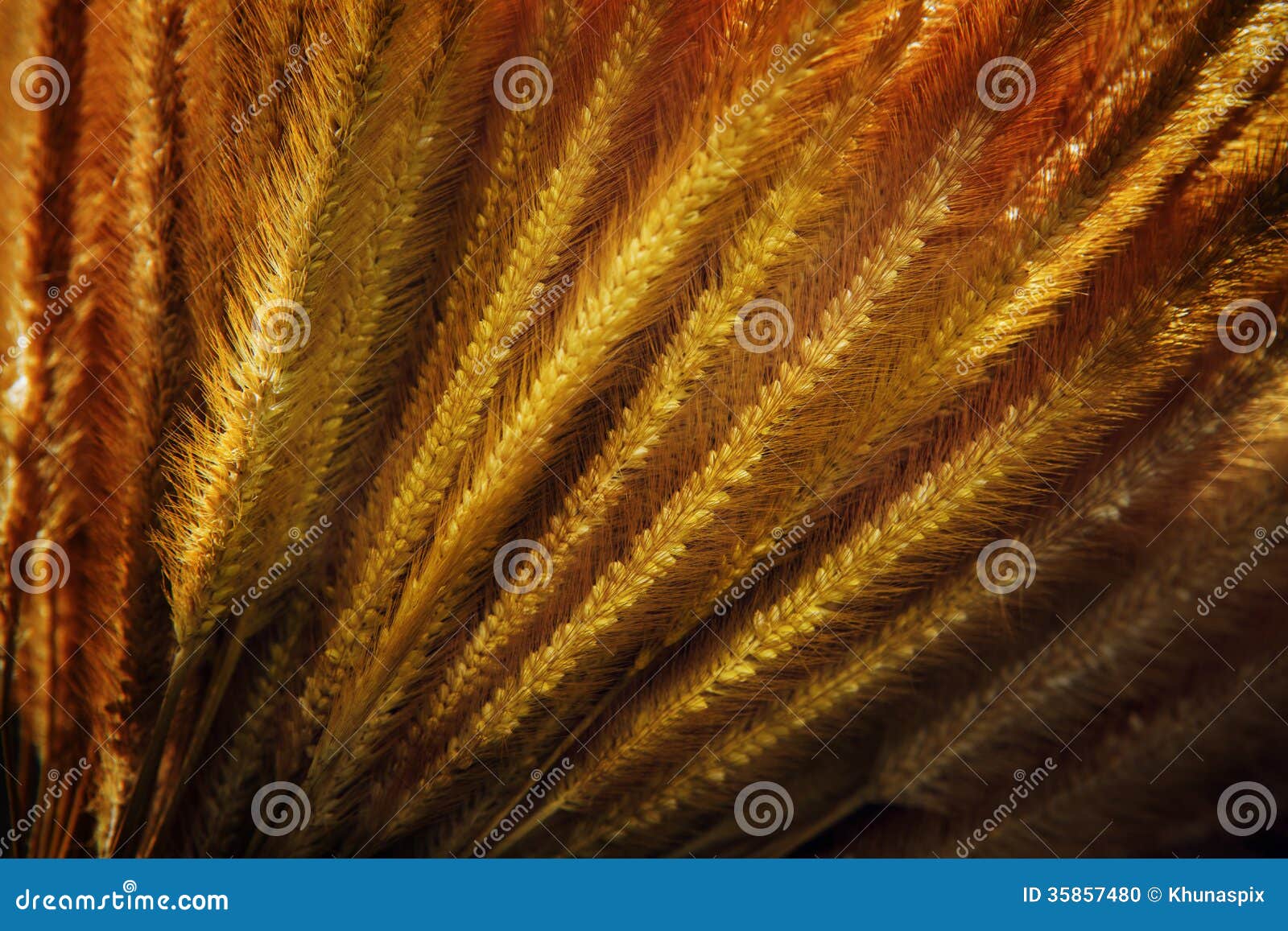 Close up of dry grass seed stock photo. Image of decoration 35857480