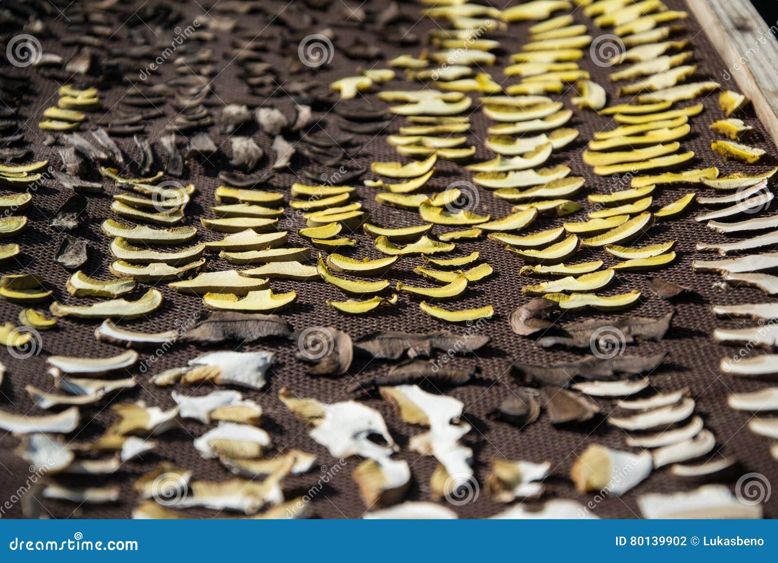close up of drying cut mushrooms on net dryer background. heap of natural dried sliced boletus mushrooms for suop