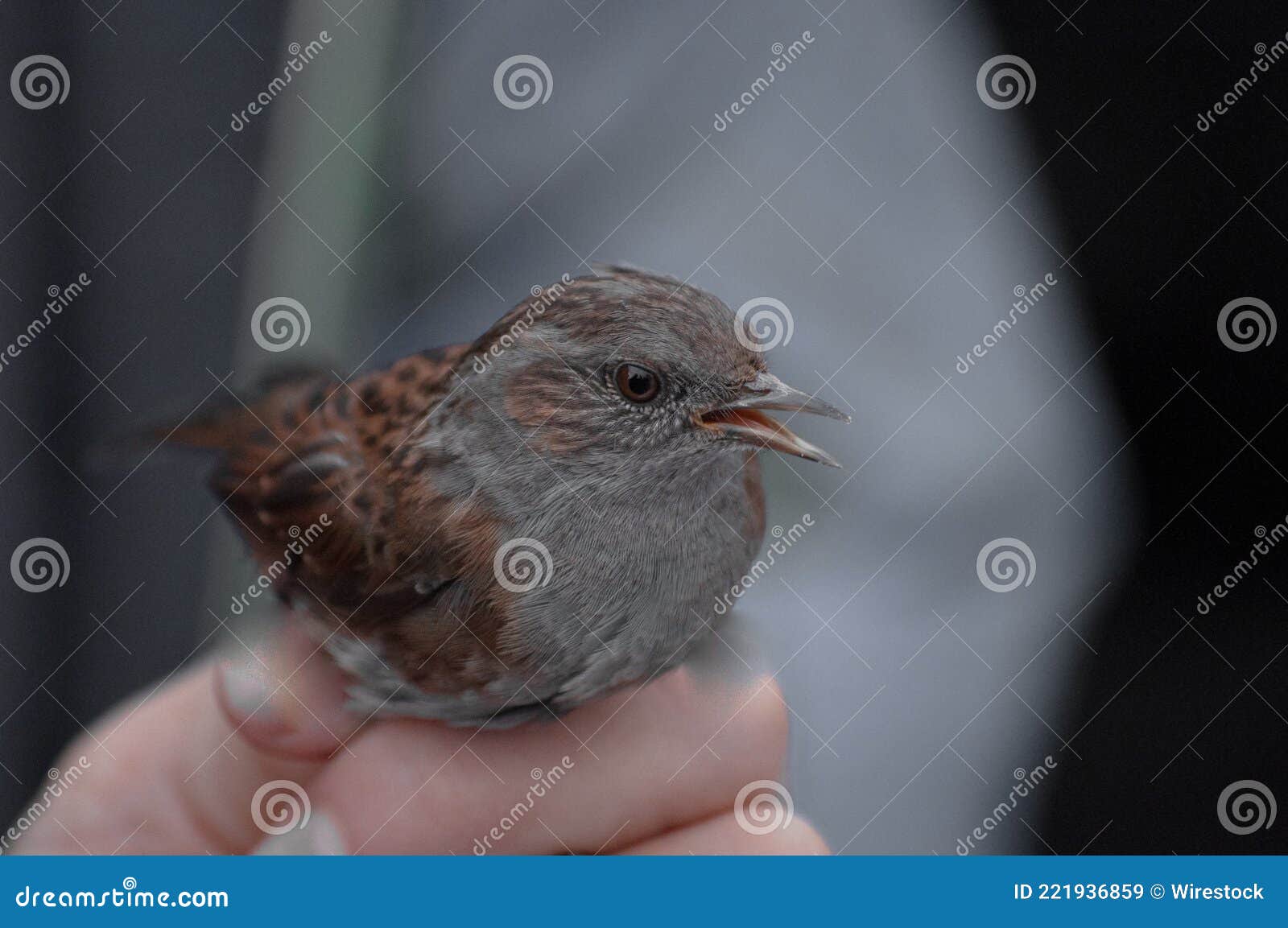 close-up of a dunnock in a bird ringing