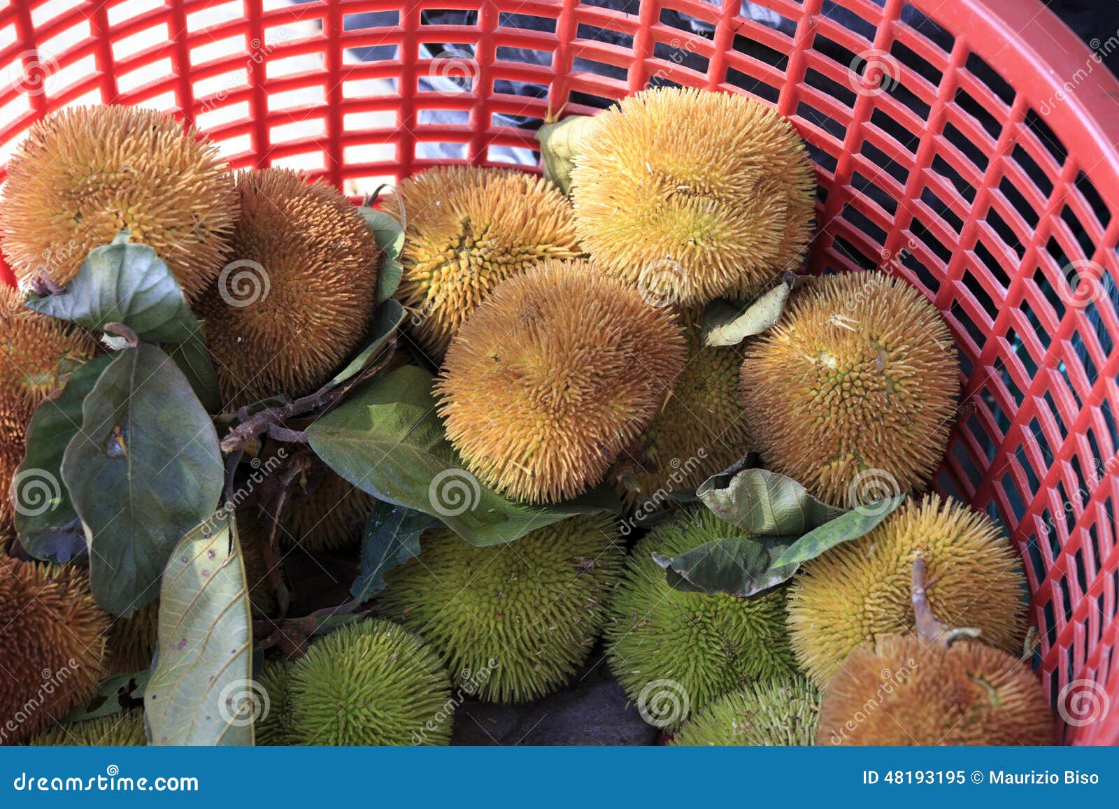 Close Up Durain Is So Smelly And Pungent,isolated On The White Background.The Famous Fruit Of
