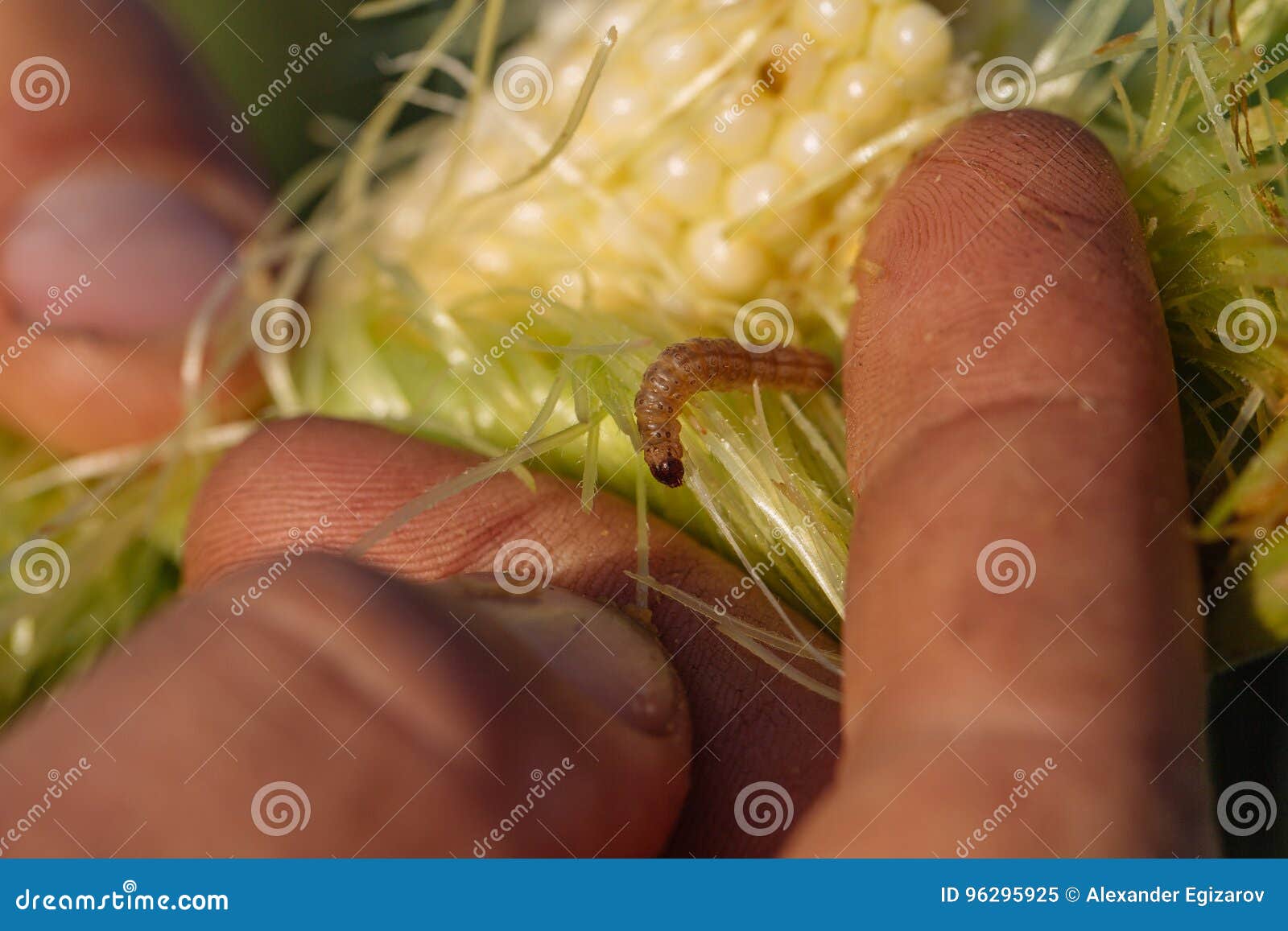 Closeup Ear of Corn with Worm in Farmer Hands Stock Image Image of