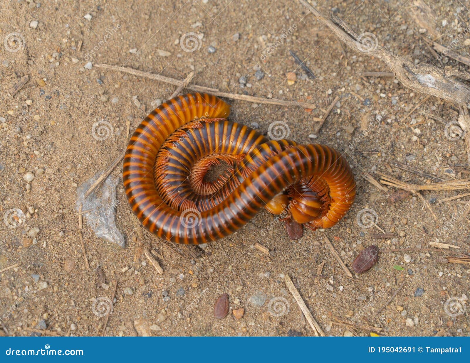 Close Up of an Earthworm on Soil or Ground Isolated. Small Insect