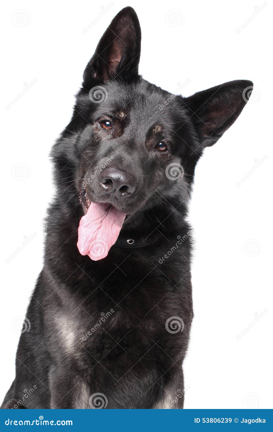 Close-up of East European Shepherd Stock Image - Image of portrait ...