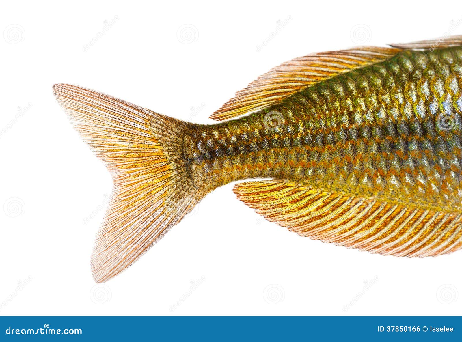 close-up of an eastern rainbowfish's caudal fin