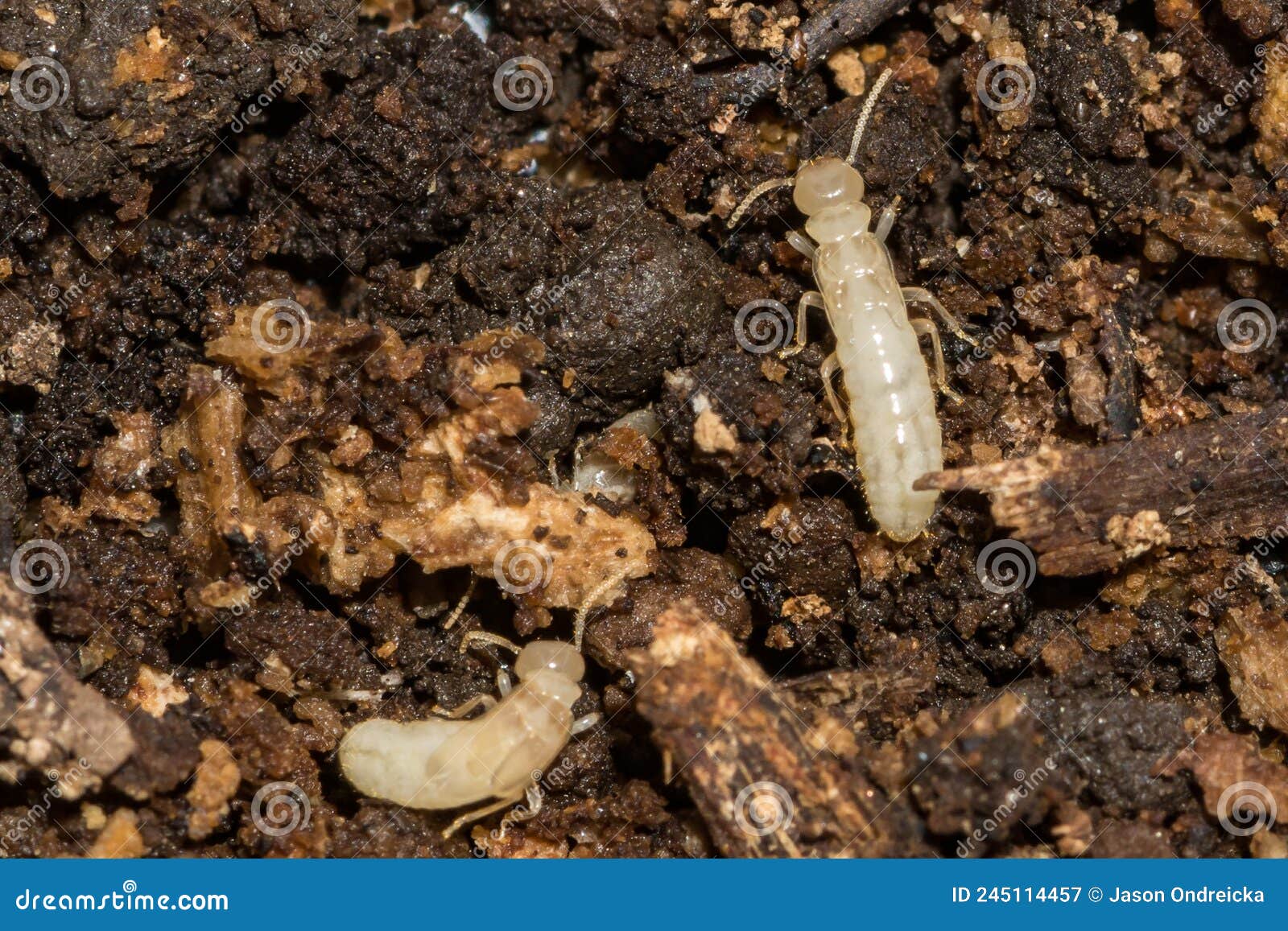 eastern subterranean termite - reticulitermes flavipes