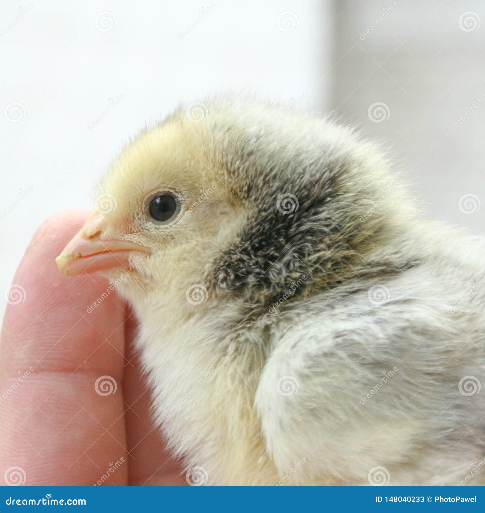 Closeup Egg Tooth of Newborn Chick, Stock Image Image of chick, born