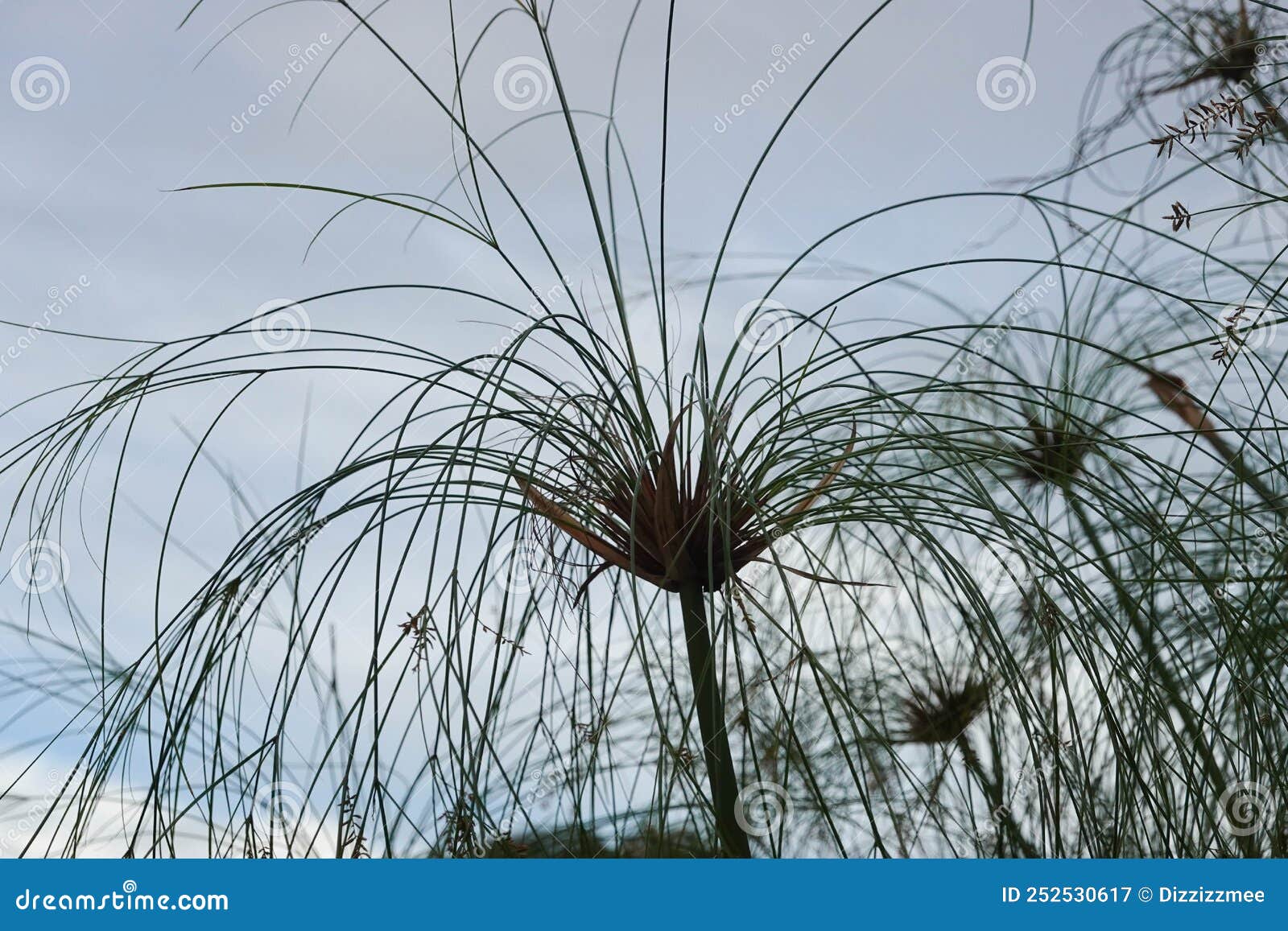 Close Up Egyptian Reed by the Swamp Stock Image Image of egyptian, closeup 252530617