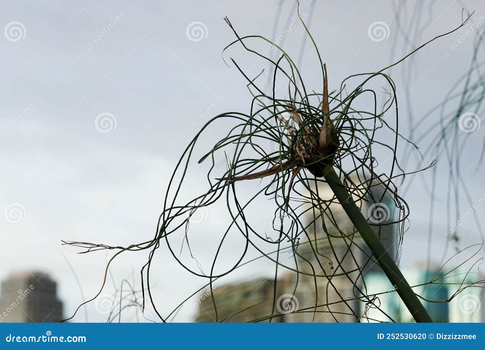 Close Up Egyptian Reed by the Swamp Stock Photo Image of grass, green 252530620