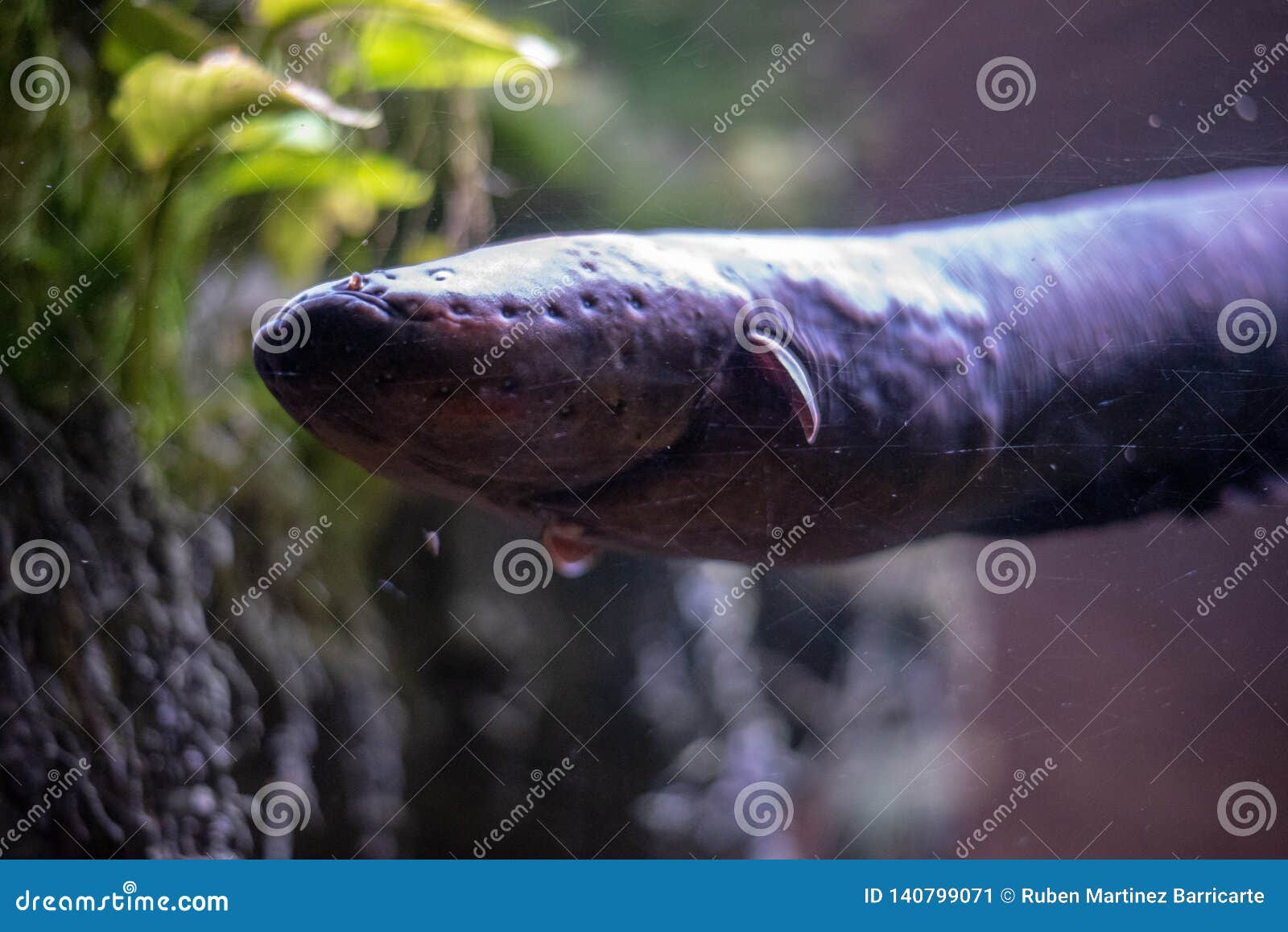 Close Up of an Electric Eel Stock Image - Image of electric, discharges
