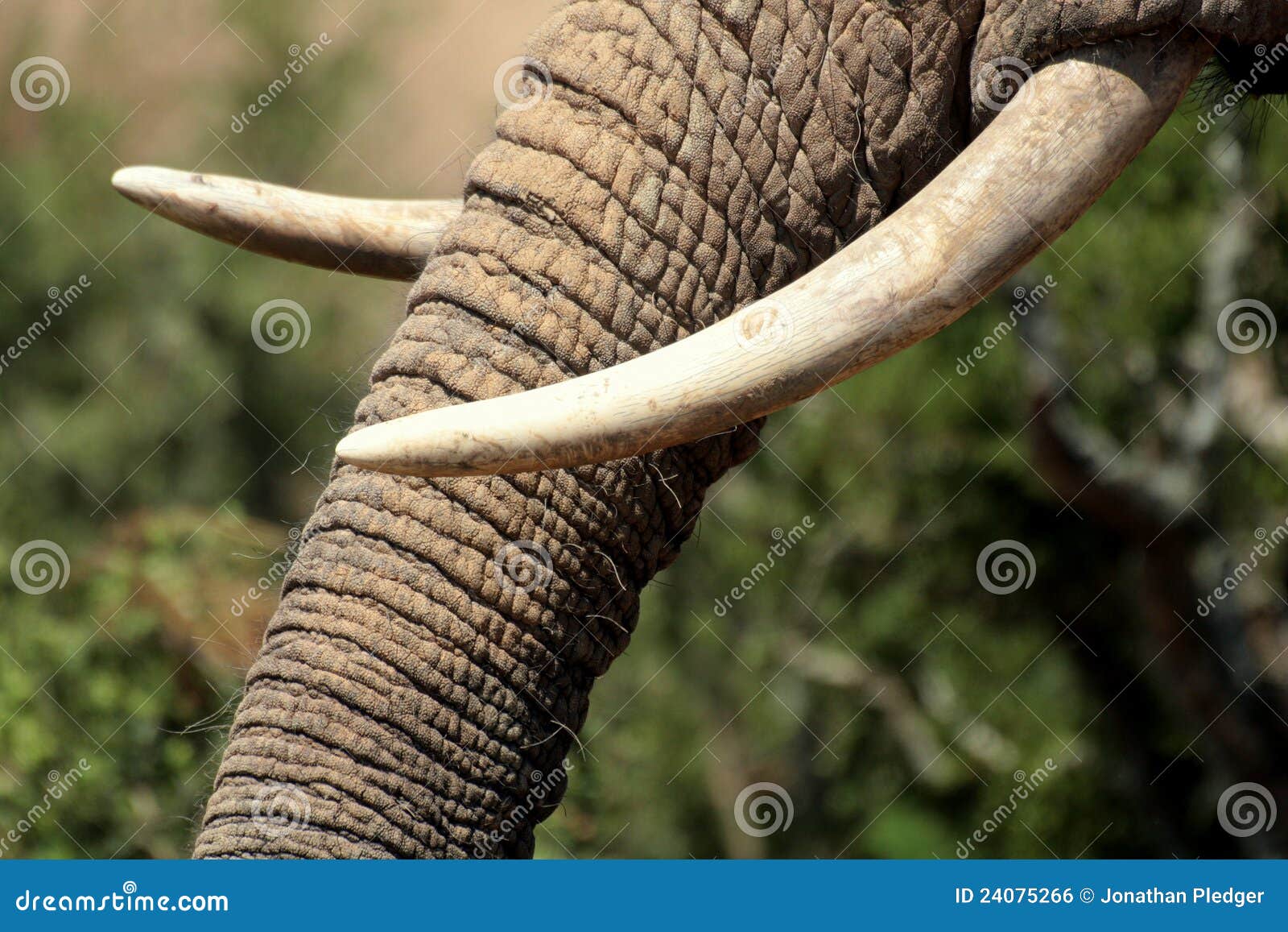 Close Up of an Elephants Tusks Stock Photo Image of dangerous, game