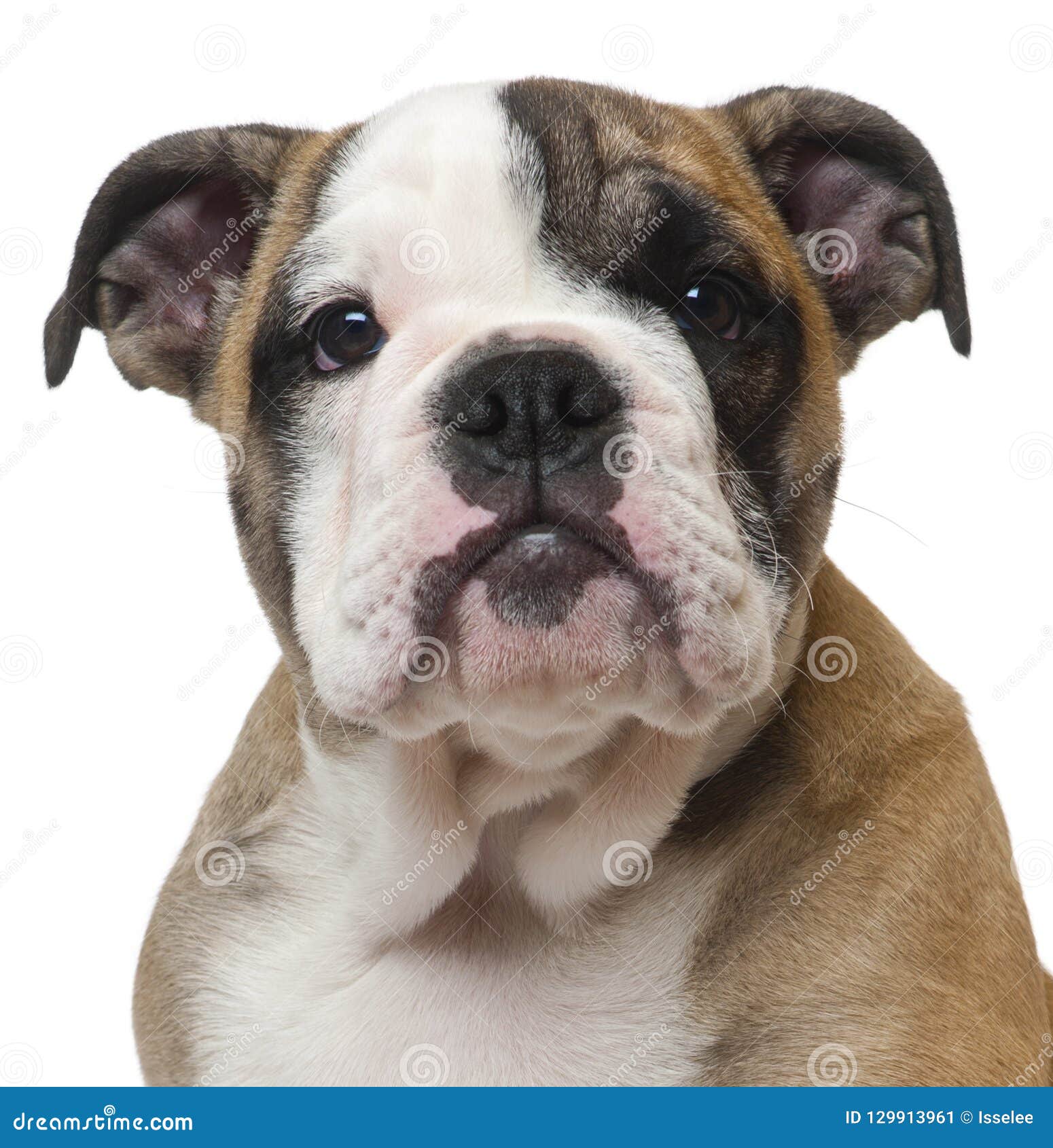 Closeup Of English Bulldog Puppy, 11 Weeks Old Stock