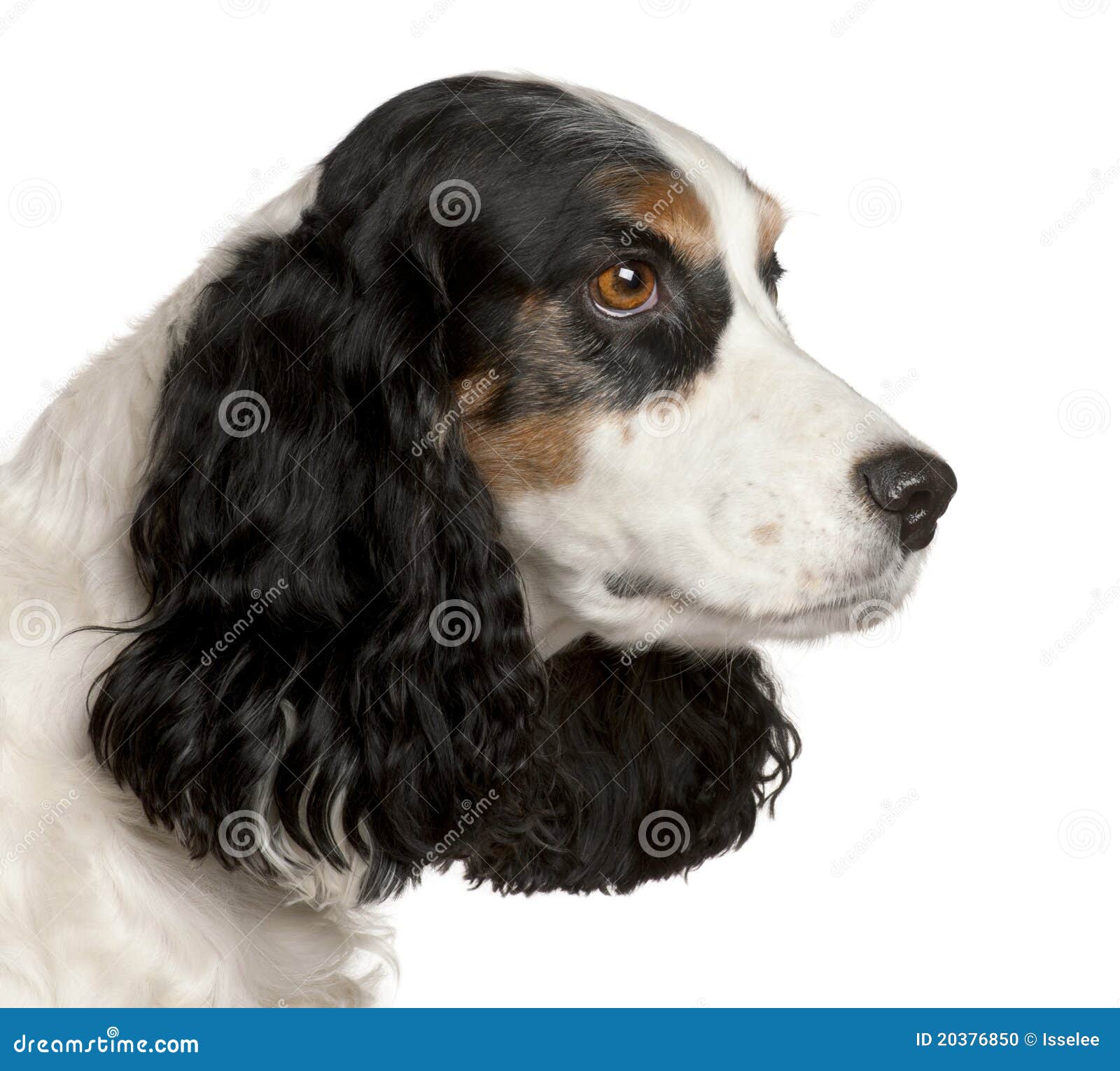 Cocker spaniel dog stock image. Image of house, canine - 39653187