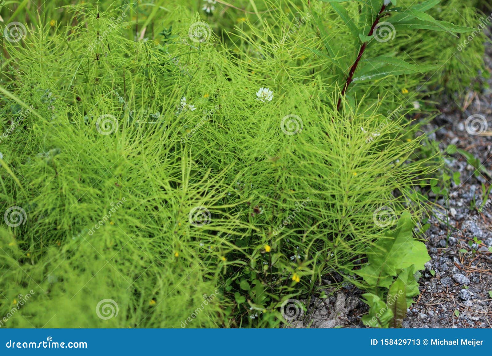 equisetum sylvaticum, the wood horsetail, growing in the forest